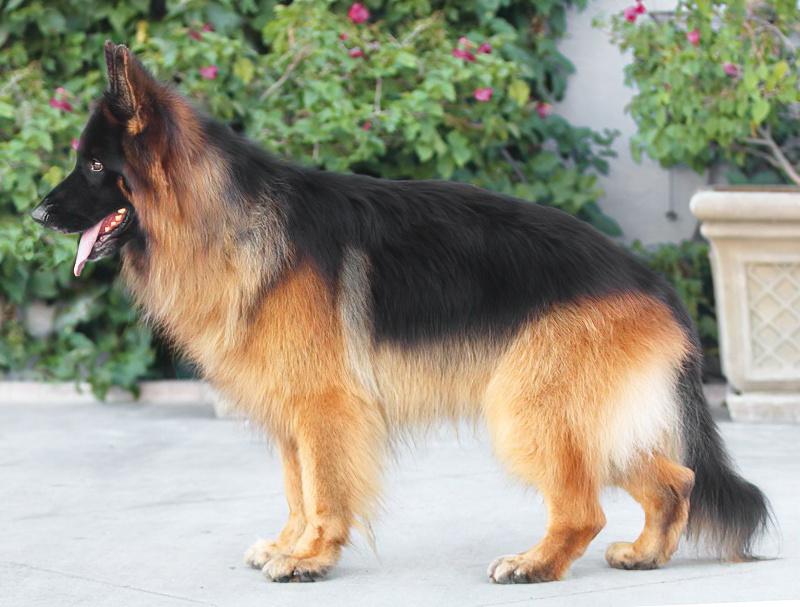 Drako Von Dassow thumbnail 6