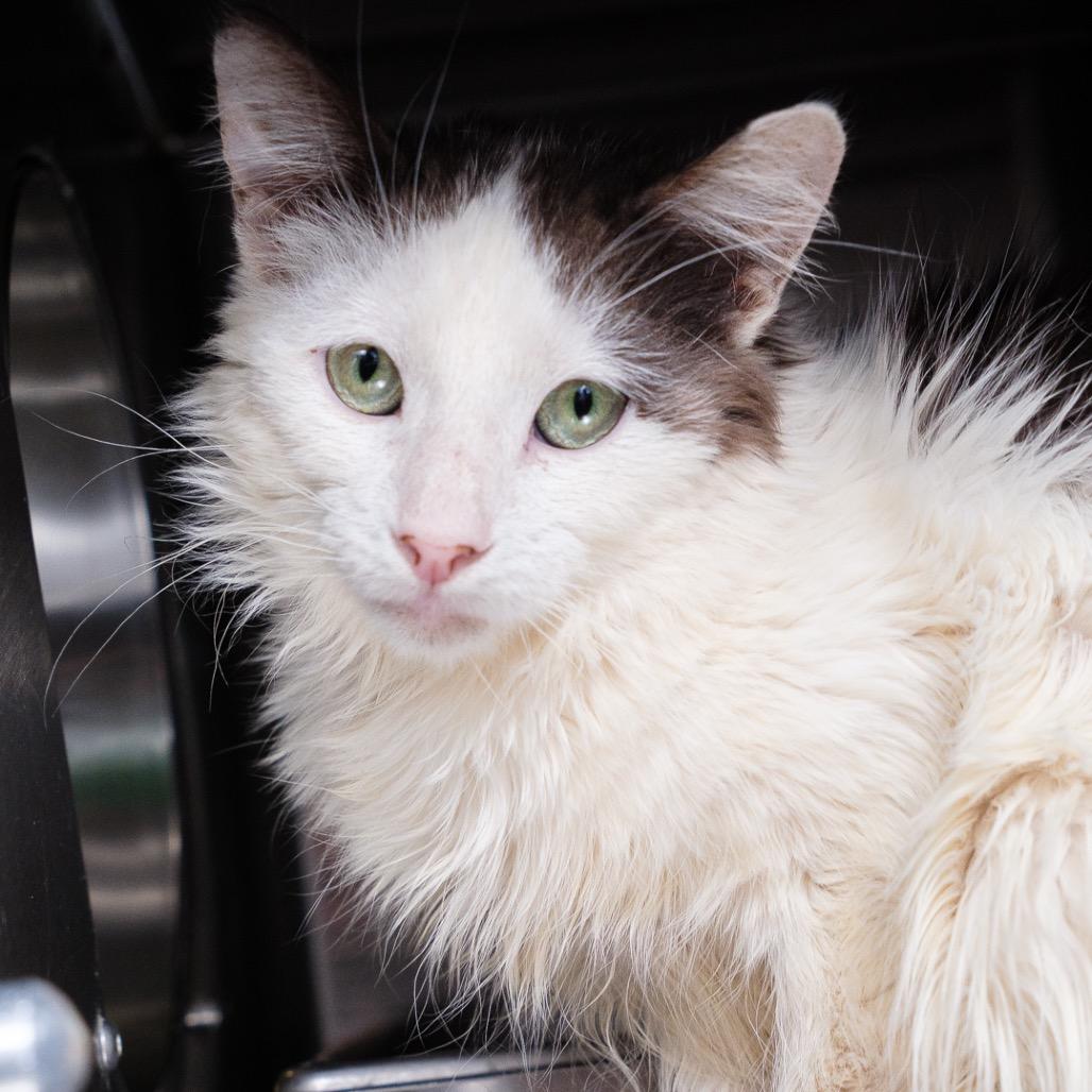 Enlarge Crazy, a Adoptable Domestic Medium Hair in Riverside, CA image 1/3