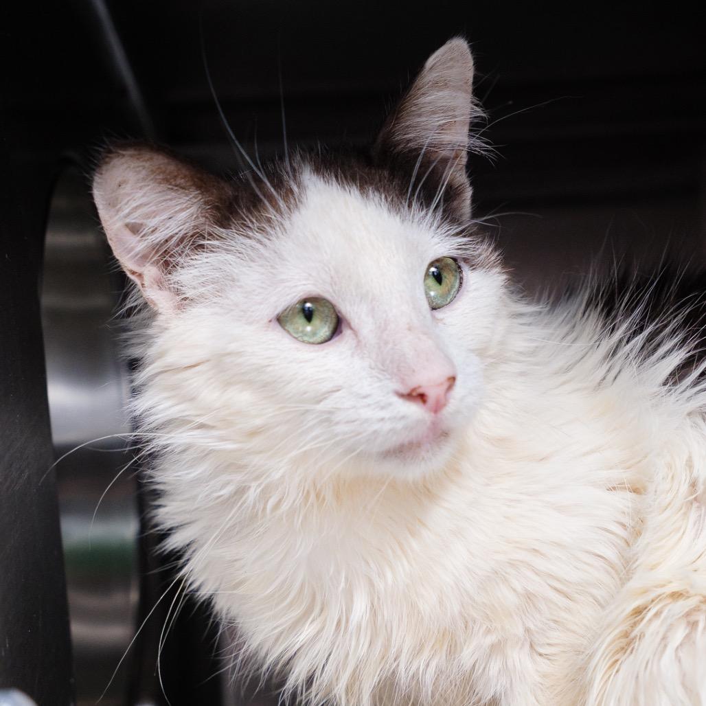 Enlarge Crazy, a Adoptable Domestic Medium Hair in Riverside, CA image 2/3