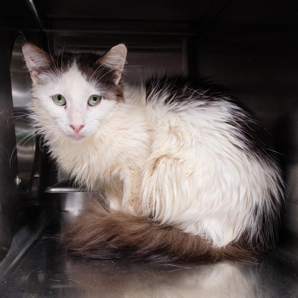 Enlarge Crazy, a Adoptable Domestic Medium Hair in Riverside, CA image 3/3