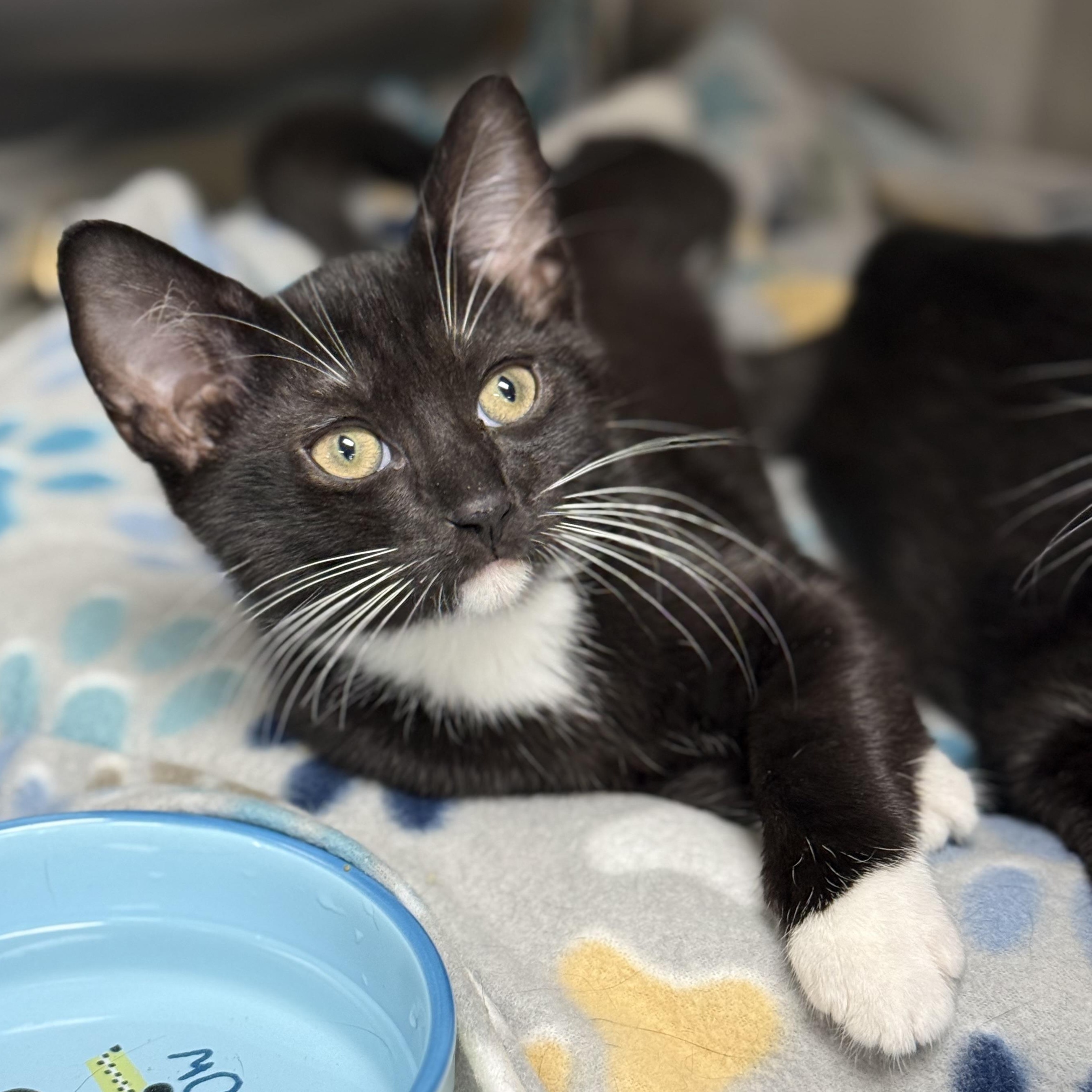 Enlarge Linus, a Adoptable Domestic Short Hair in Collierville, TN image 4/4