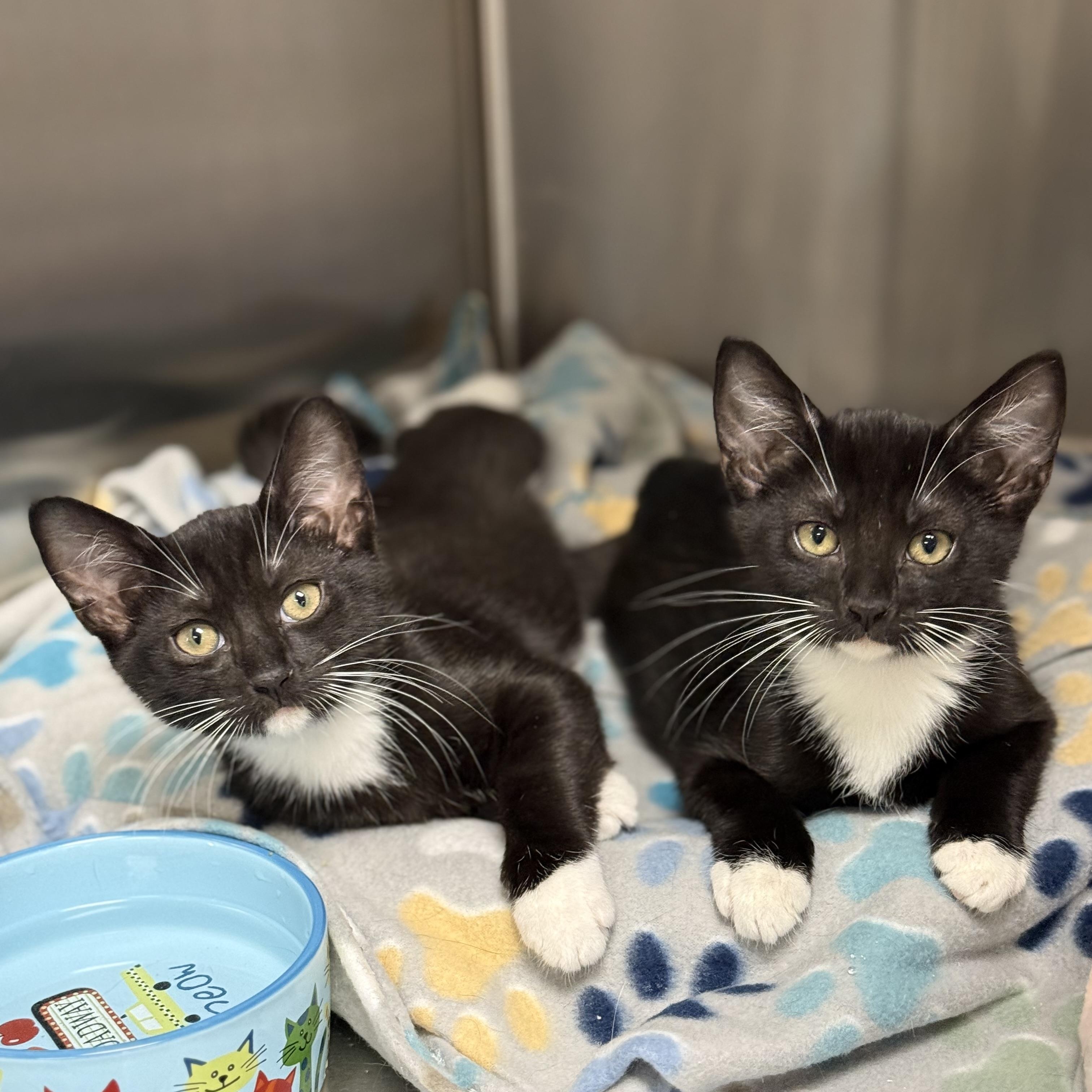 Enlarge Linus, a Adoptable Domestic Short Hair in Collierville, TN image 3/4