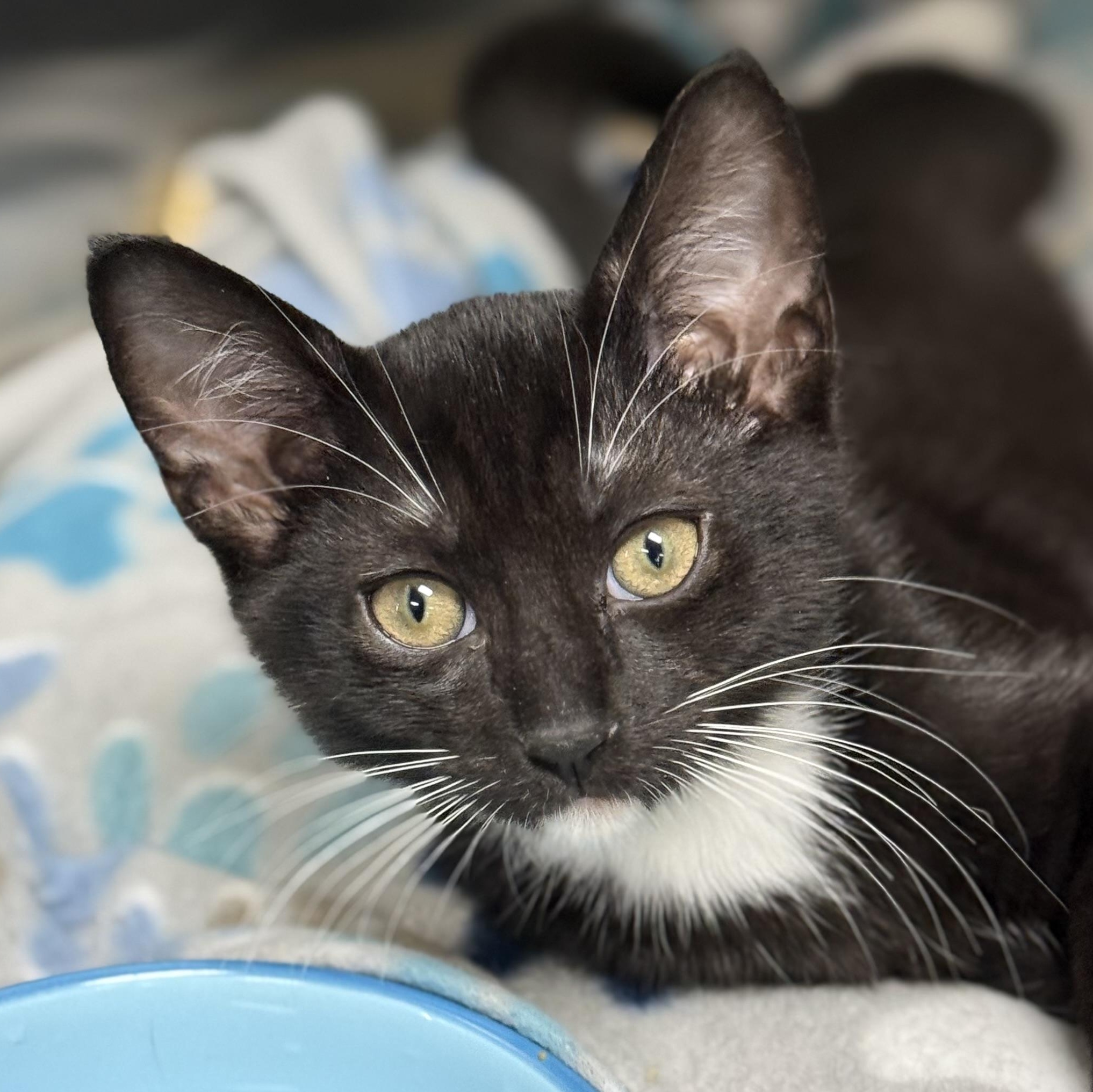 Linus, Adoptable, Kitten Male Domestic Short Hair.