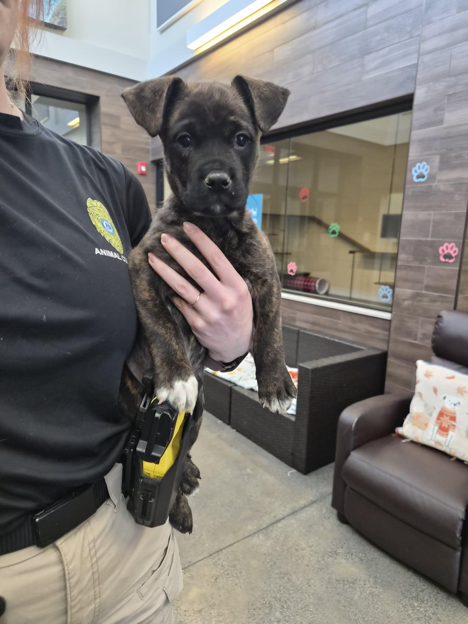 Teeter , Adoptable, Puppy Female Mixed Breed.