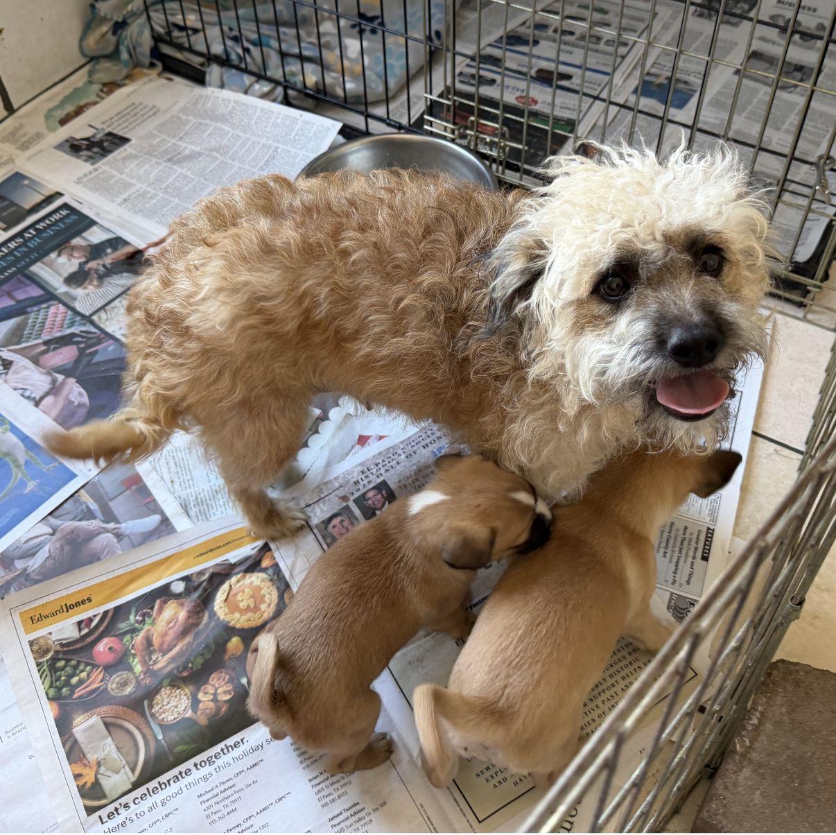 Enlarge Neddy, an adopted mixed breed in El Paso, TX image 3/5