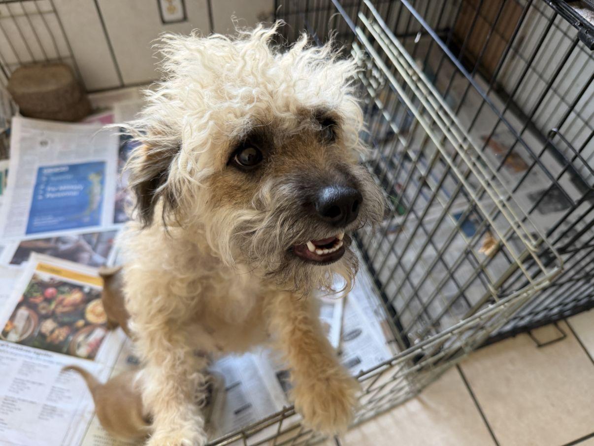 Enlarge Neddy, an adopted mixed breed in El Paso, TX image 1/5