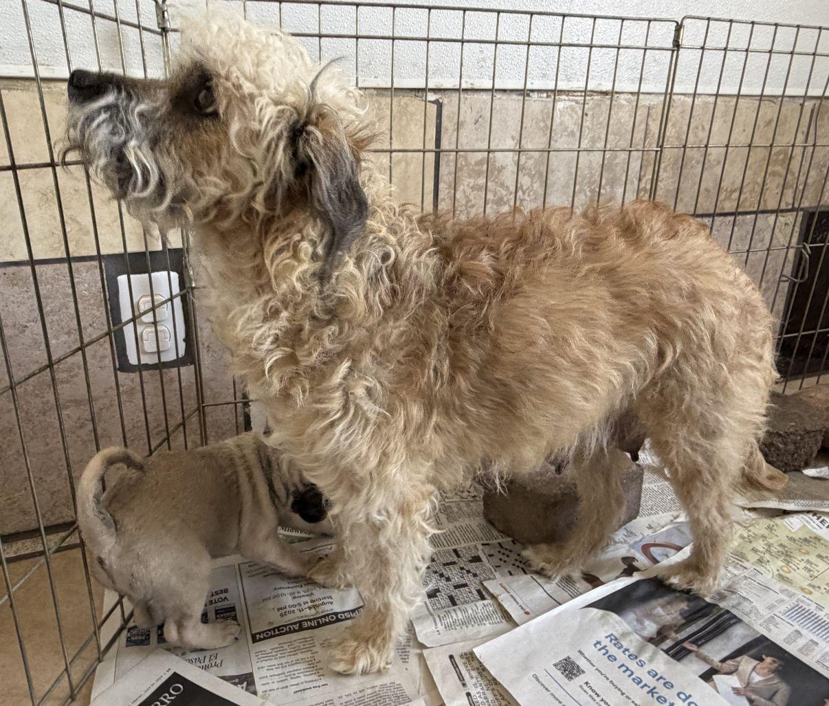 Enlarge Neddy, an adopted mixed breed in El Paso, TX image 4/5