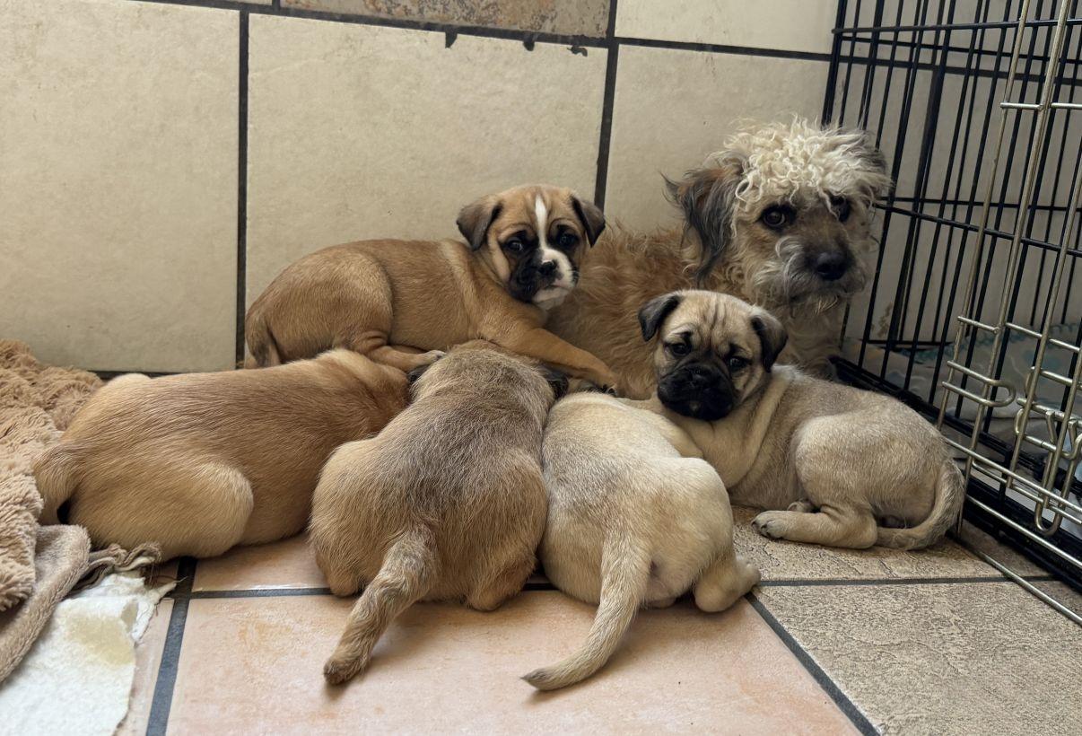 Enlarge Neddy, an adopted mixed breed in El Paso, TX image 5/5