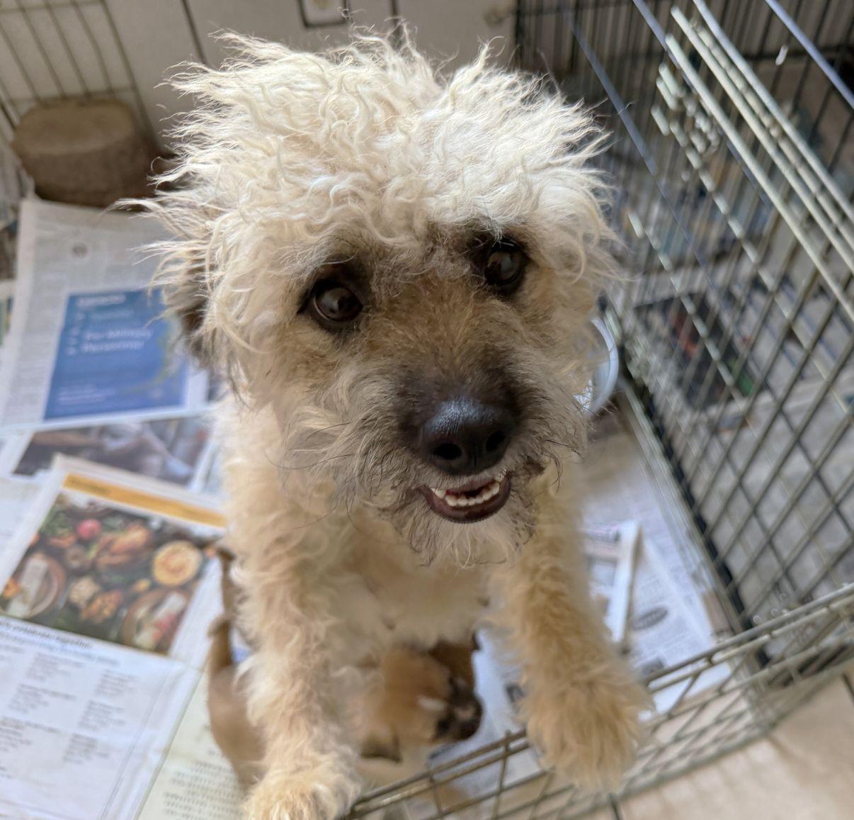 Enlarge Neddy, an adopted mixed breed in El Paso, TX image 2/5