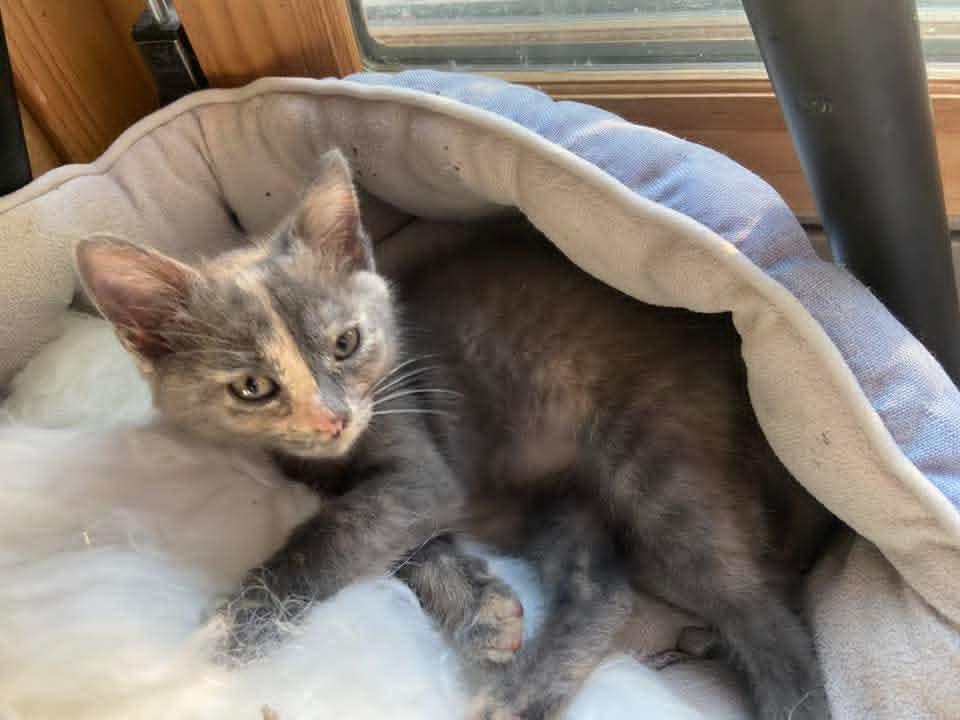 Mei Mei & Merida *Bonded Pair*