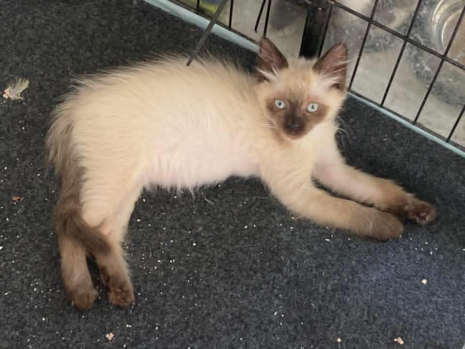 Mei Mei & Merida *Bonded Pair*