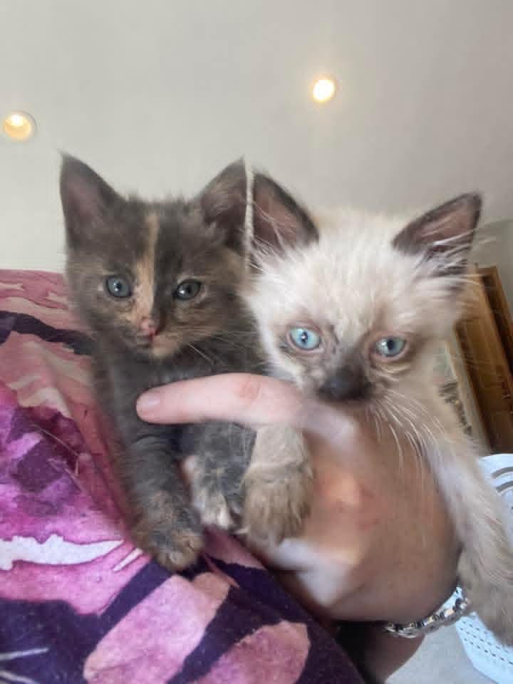 Mei Mei & Merida *Bonded Pair*