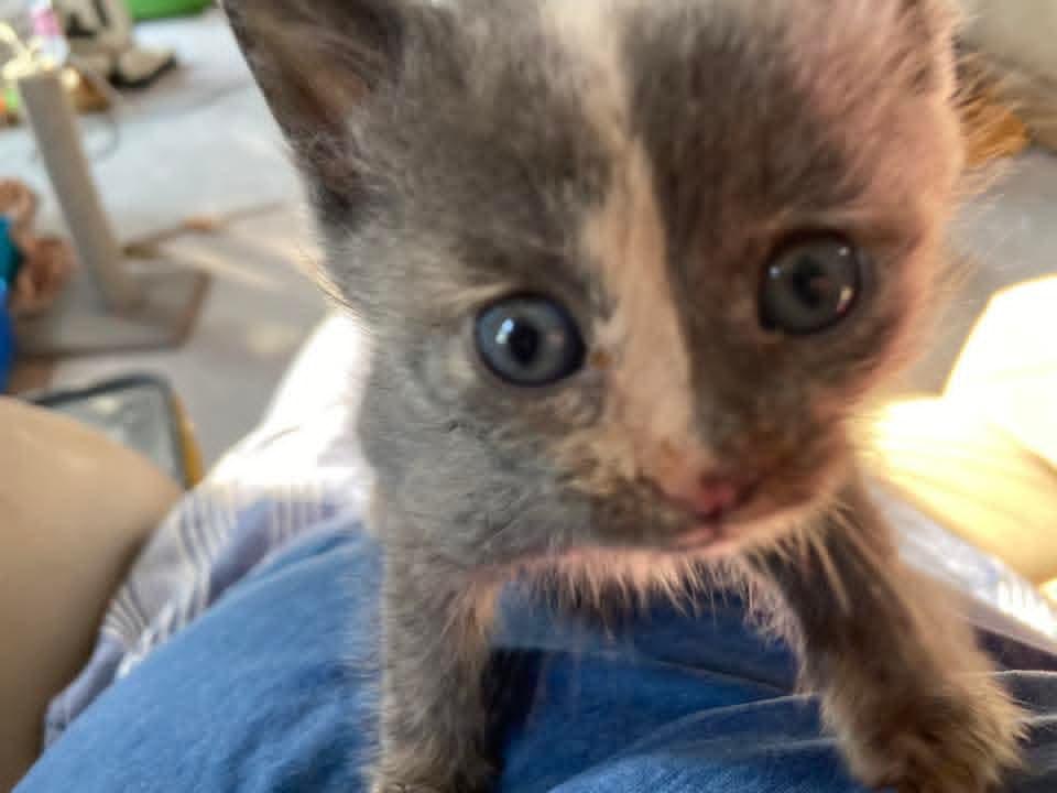 Mei Mei & Merida *Bonded Pair*