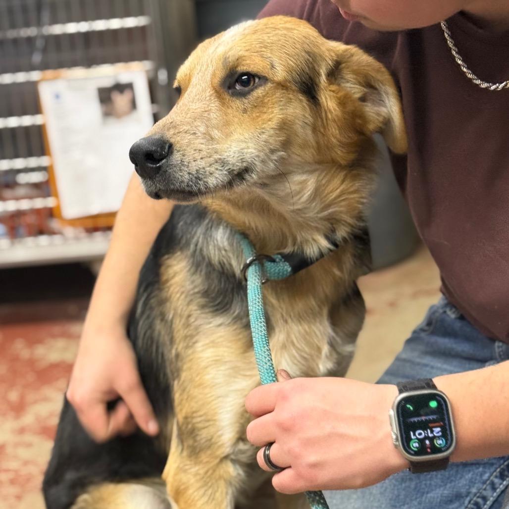 Skallywag, Adoptable, Adult Male Mixed Breed.