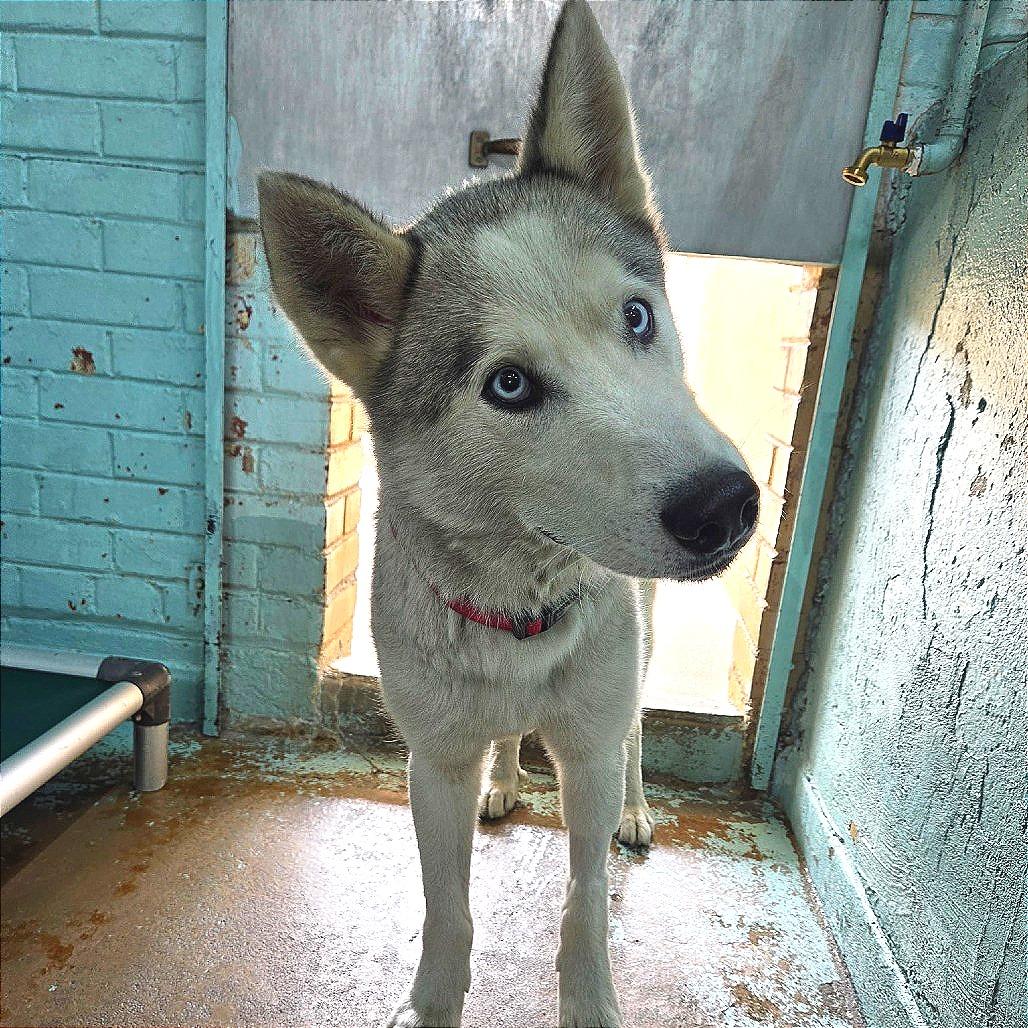 Casper Cheeto, Adoptable, Adult Male Husky.