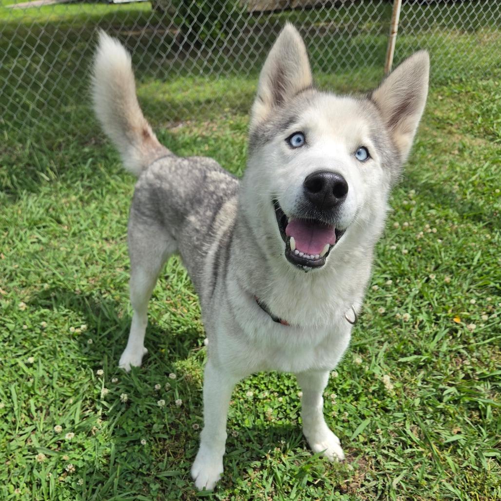 Casper Cheeto, a Adoptable Husky in Tulsa, OK image 2/6