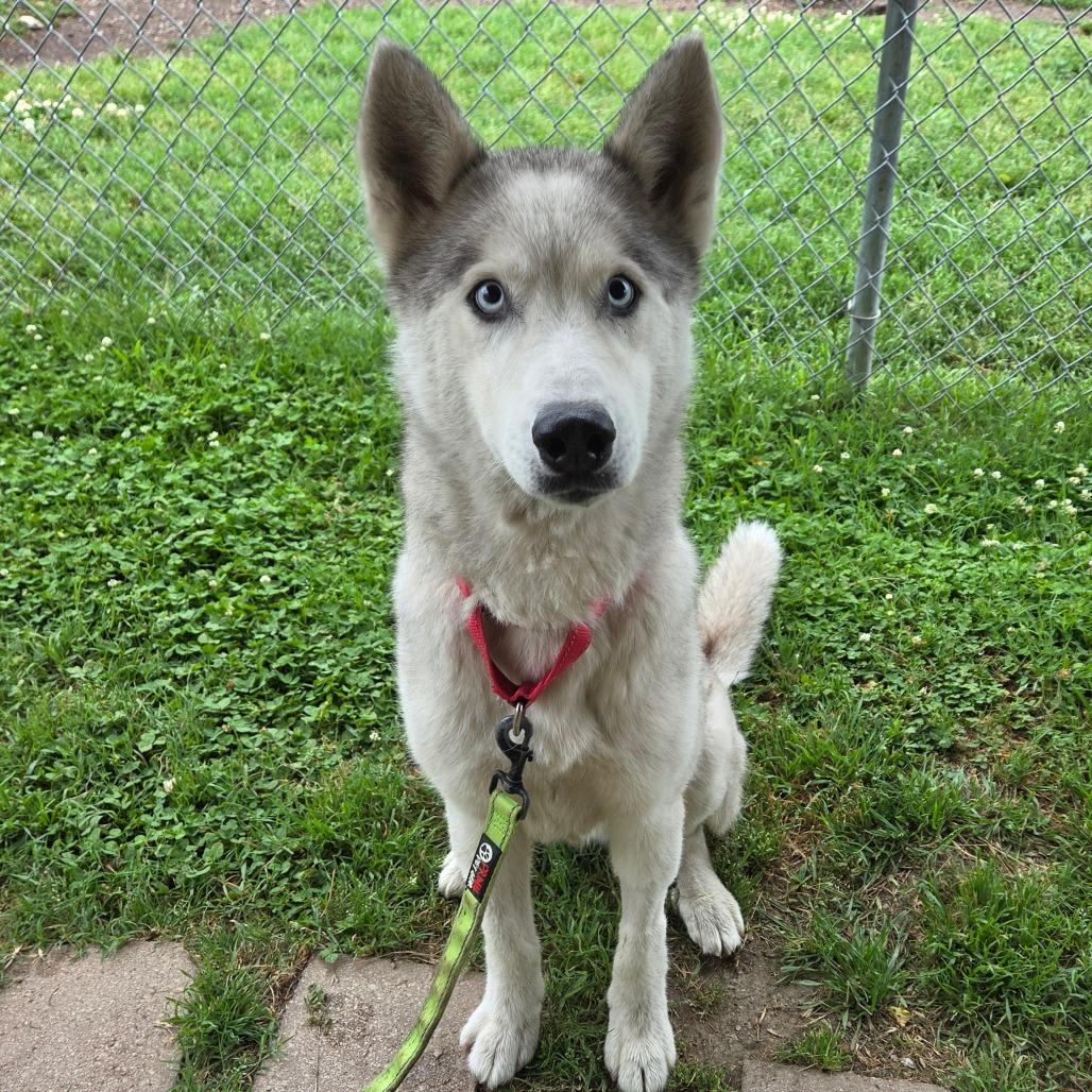 Casper Cheeto, a Adoptable Husky in Tulsa, OK image 3/6