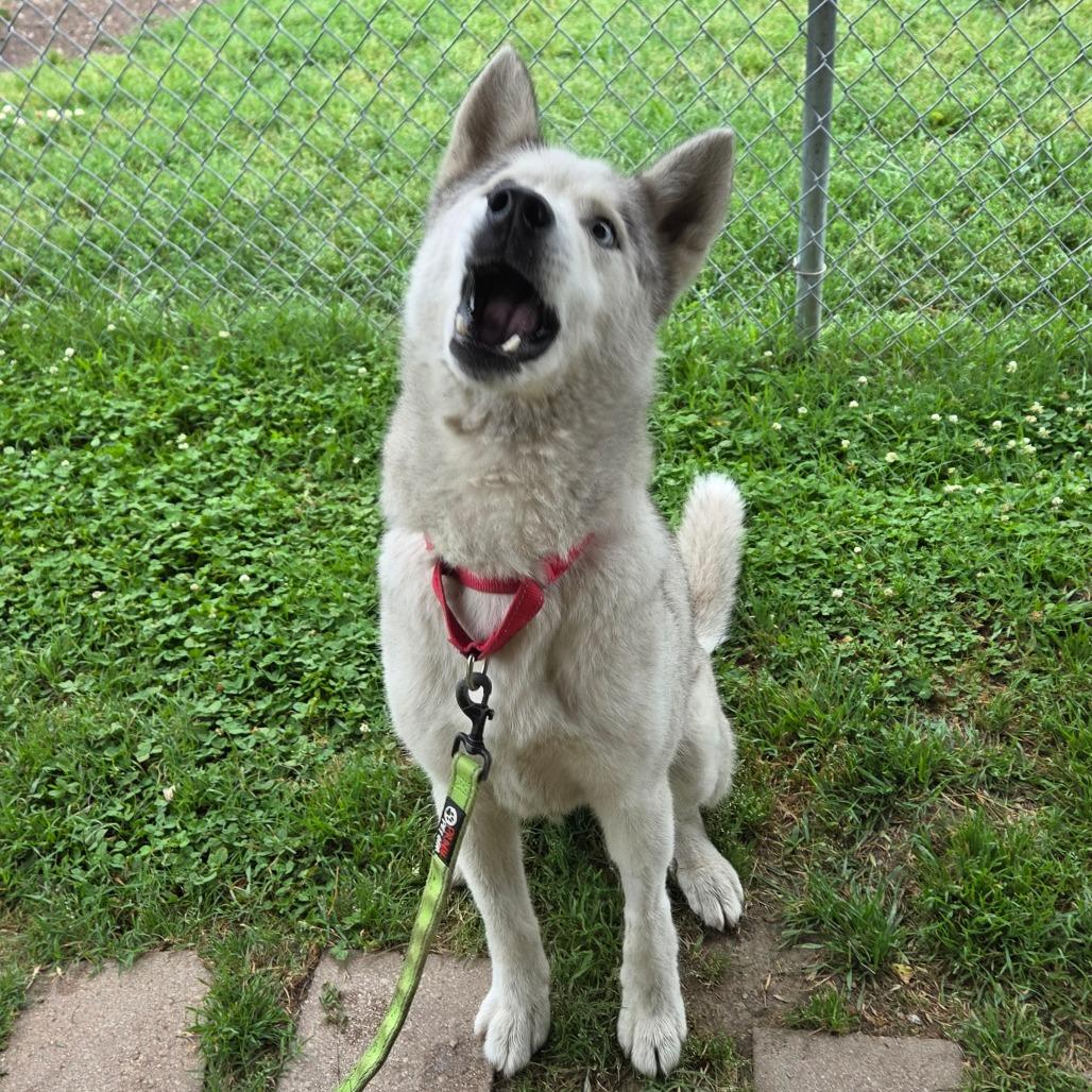 Casper Cheeto, a Adoptable Husky in Tulsa, OK image 4/6