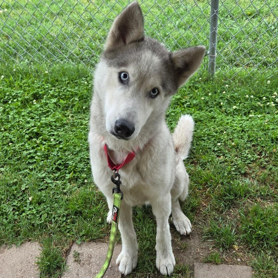 Casper Cheeto, a Adoptable Husky in Tulsa, OK image 5/6