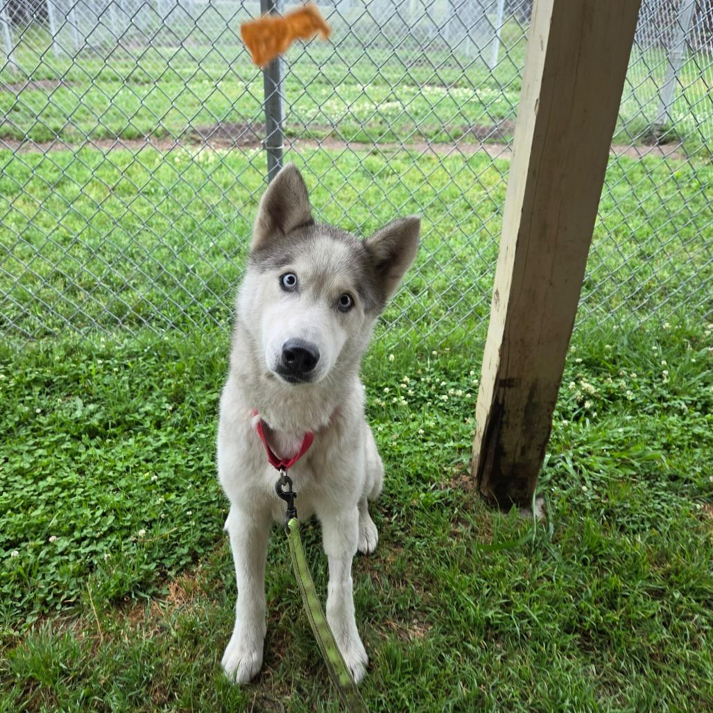Casper Cheeto, a Adoptable Husky in Tulsa, OK image 6/6