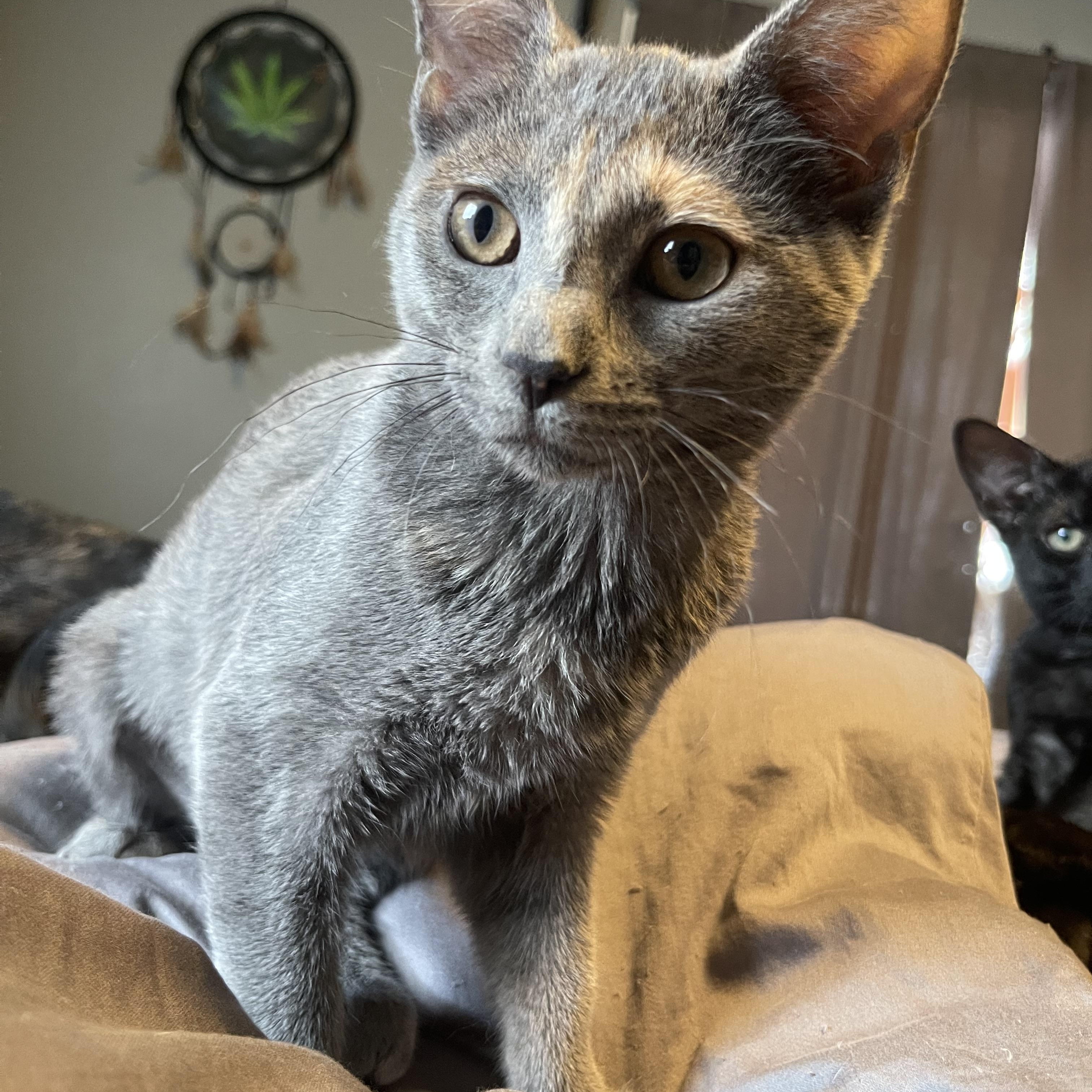 Darla, a Adoptable Domestic Short Hair in Bourbonnais, IL image 4/6