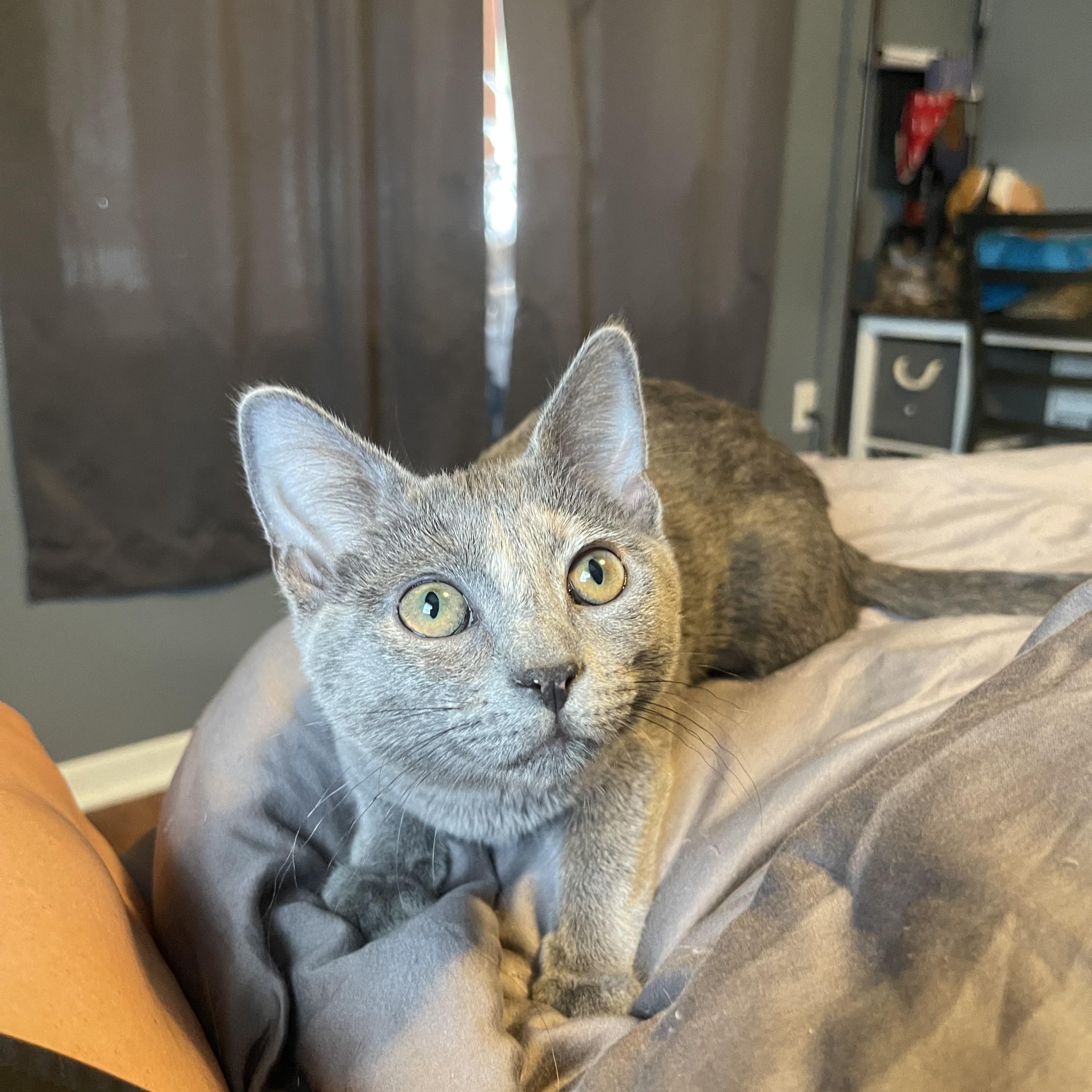 Darla, a Adoptable Domestic Short Hair in Bourbonnais, IL image 2/6