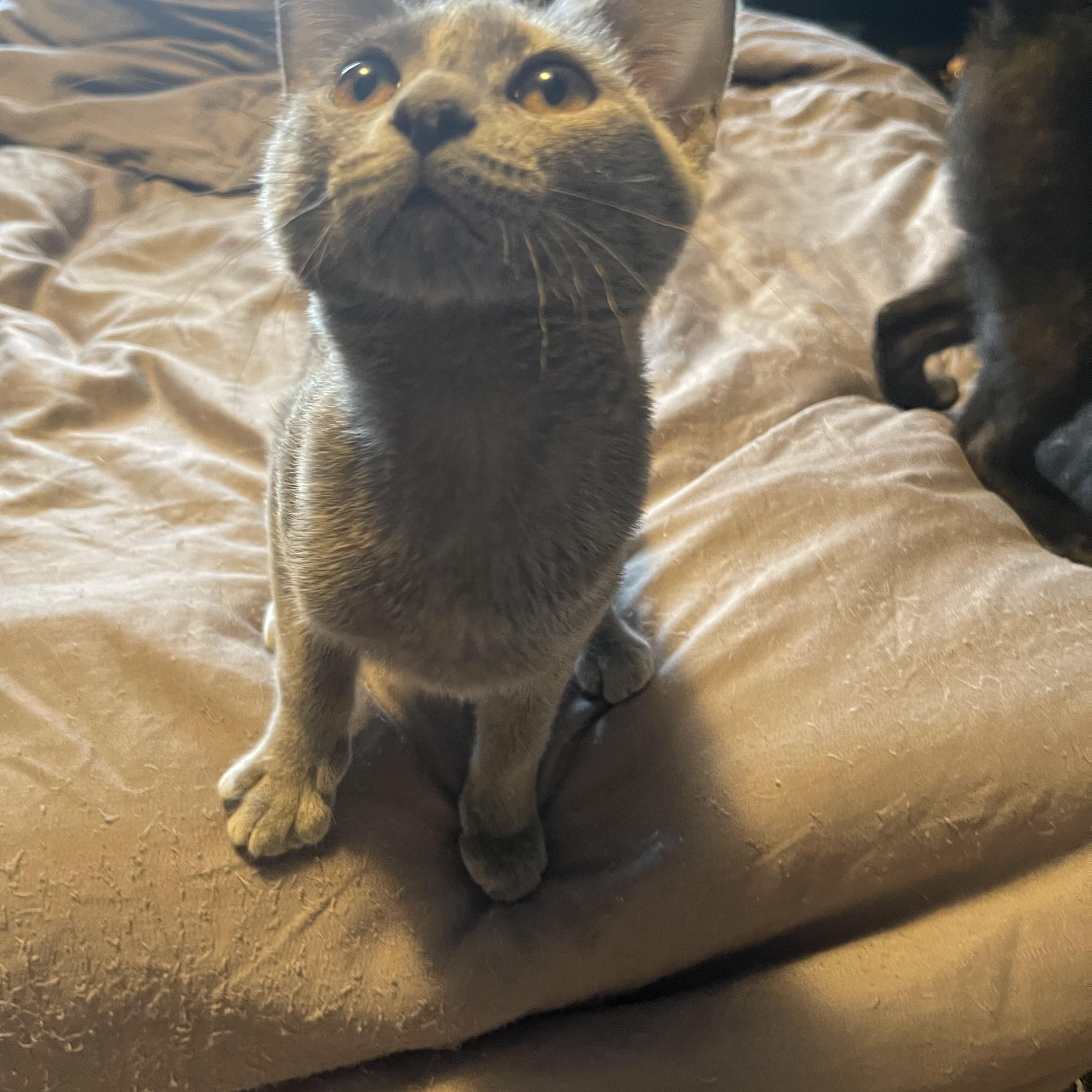 Darla, a Adoptable Domestic Short Hair in Bourbonnais, IL image 3/6