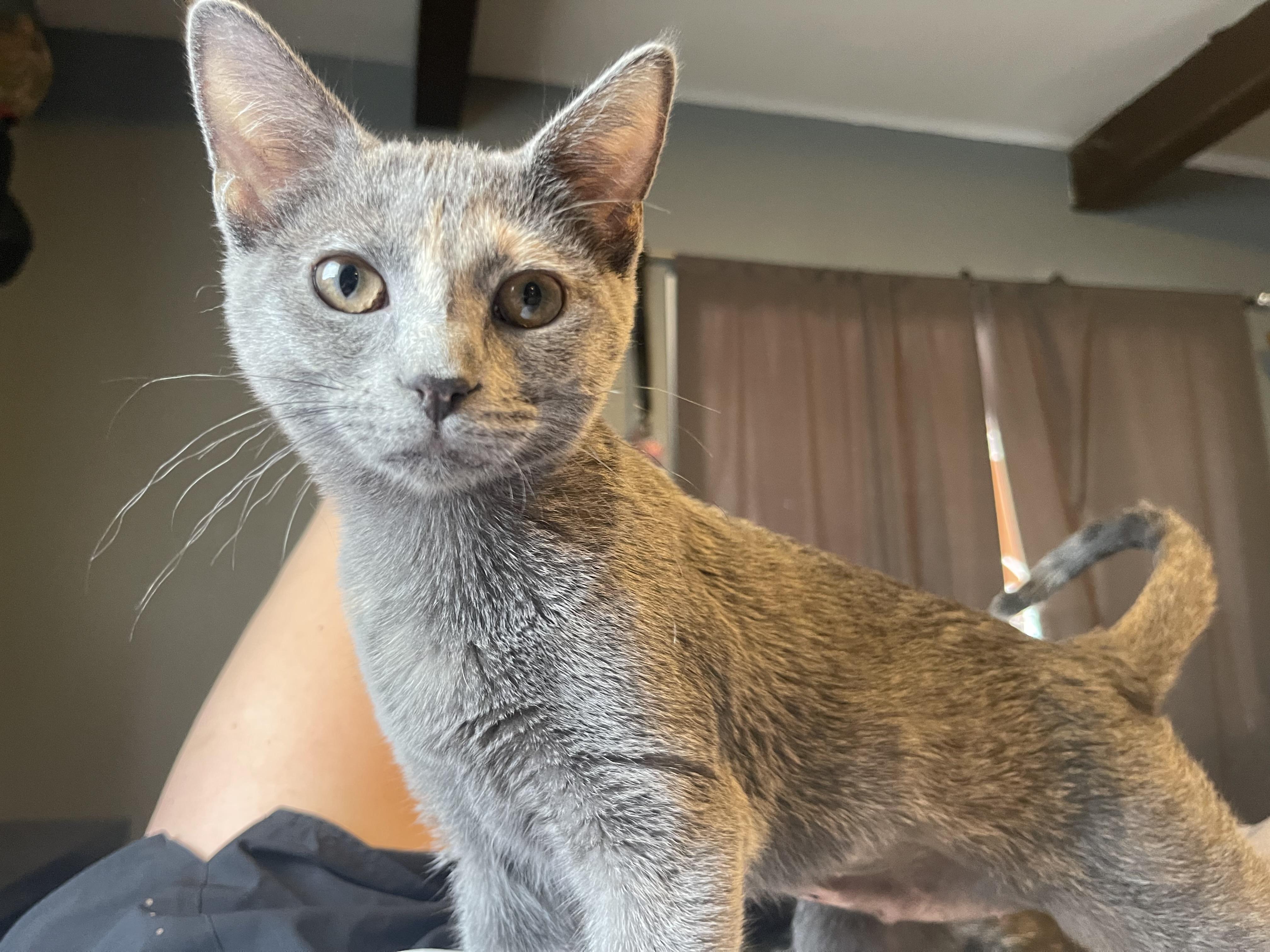 Darla, a Adoptable Domestic Short Hair in Bourbonnais, IL image 6/6