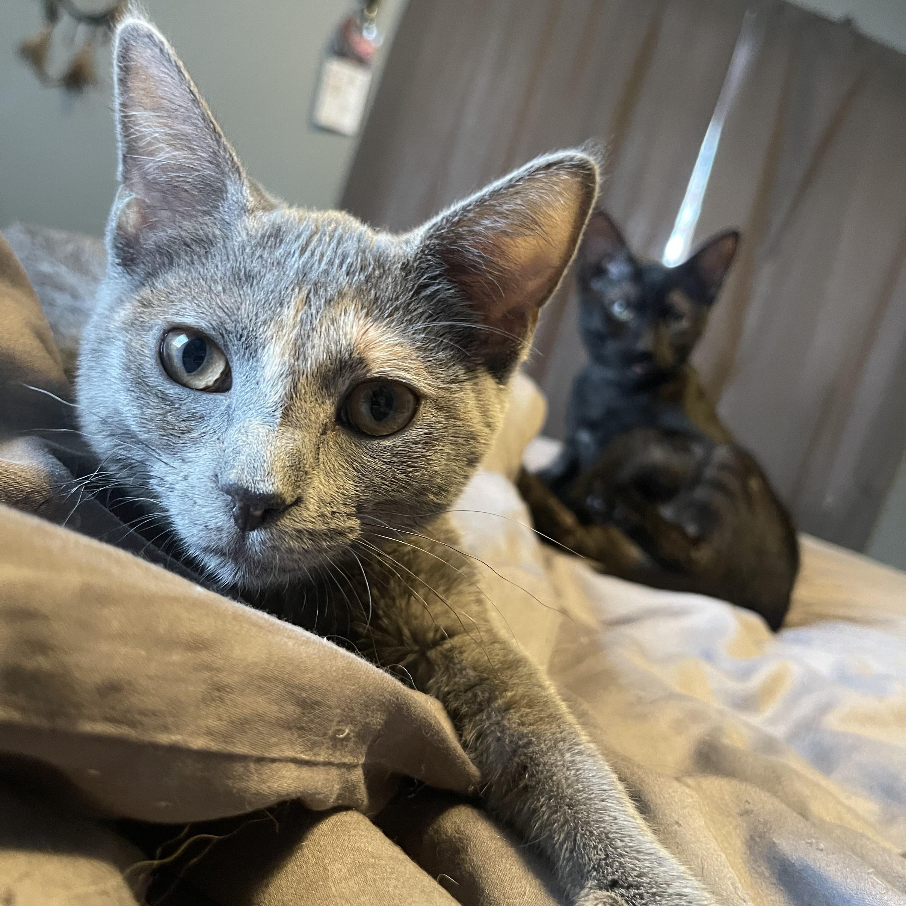 Darla, a Adoptable Domestic Short Hair in Bourbonnais, IL image 1/6