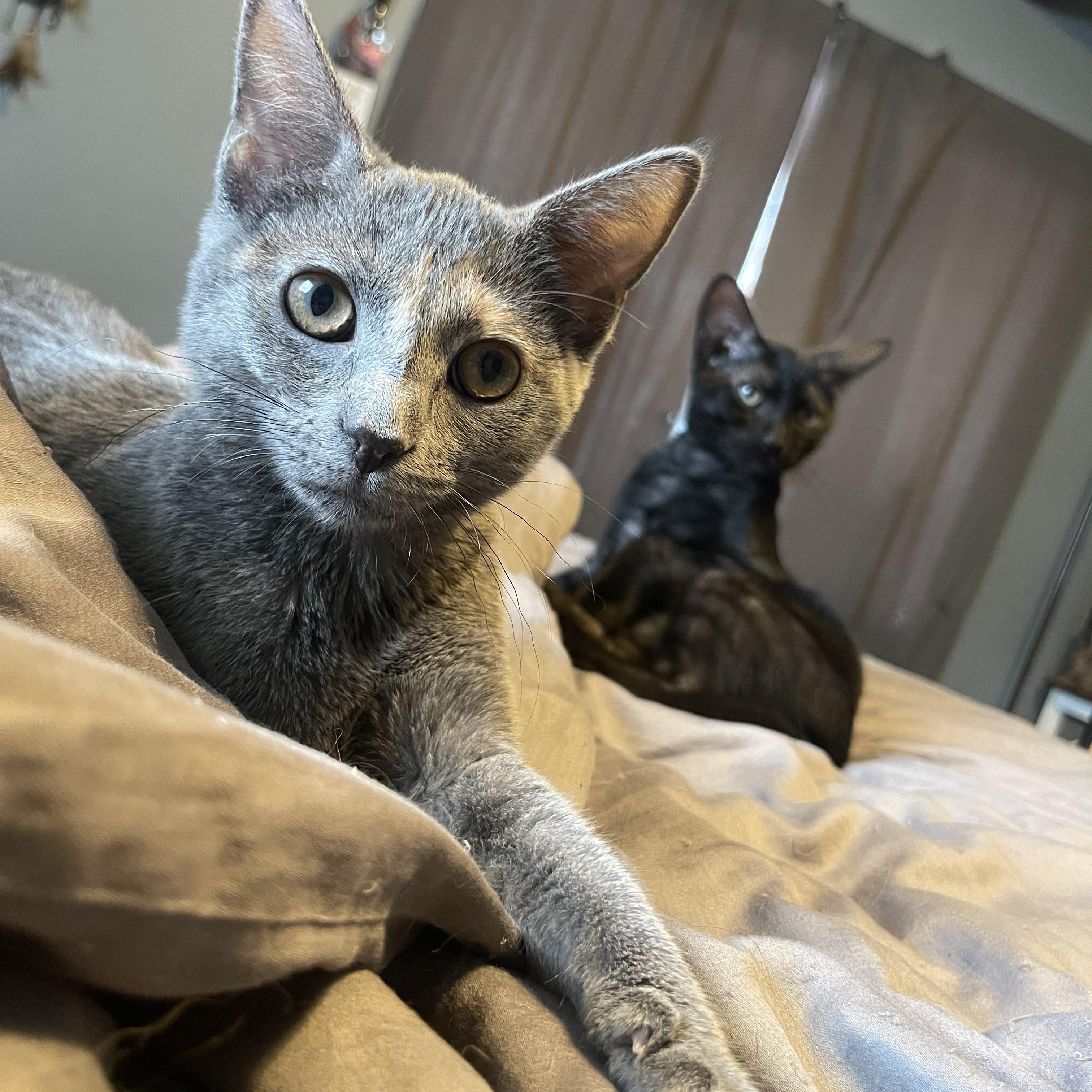 Darla, a Adoptable Domestic Short Hair in Bourbonnais, IL image 5/6