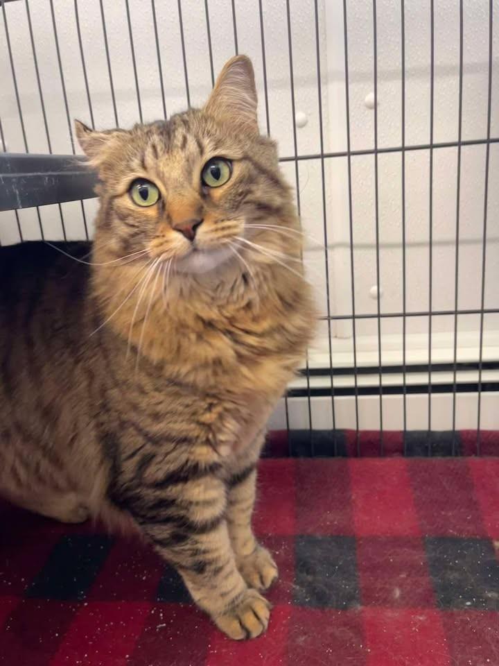 Sir Joseph Bobcaticus, ADOPTABLE, Adult Male Domestic Long Hair.