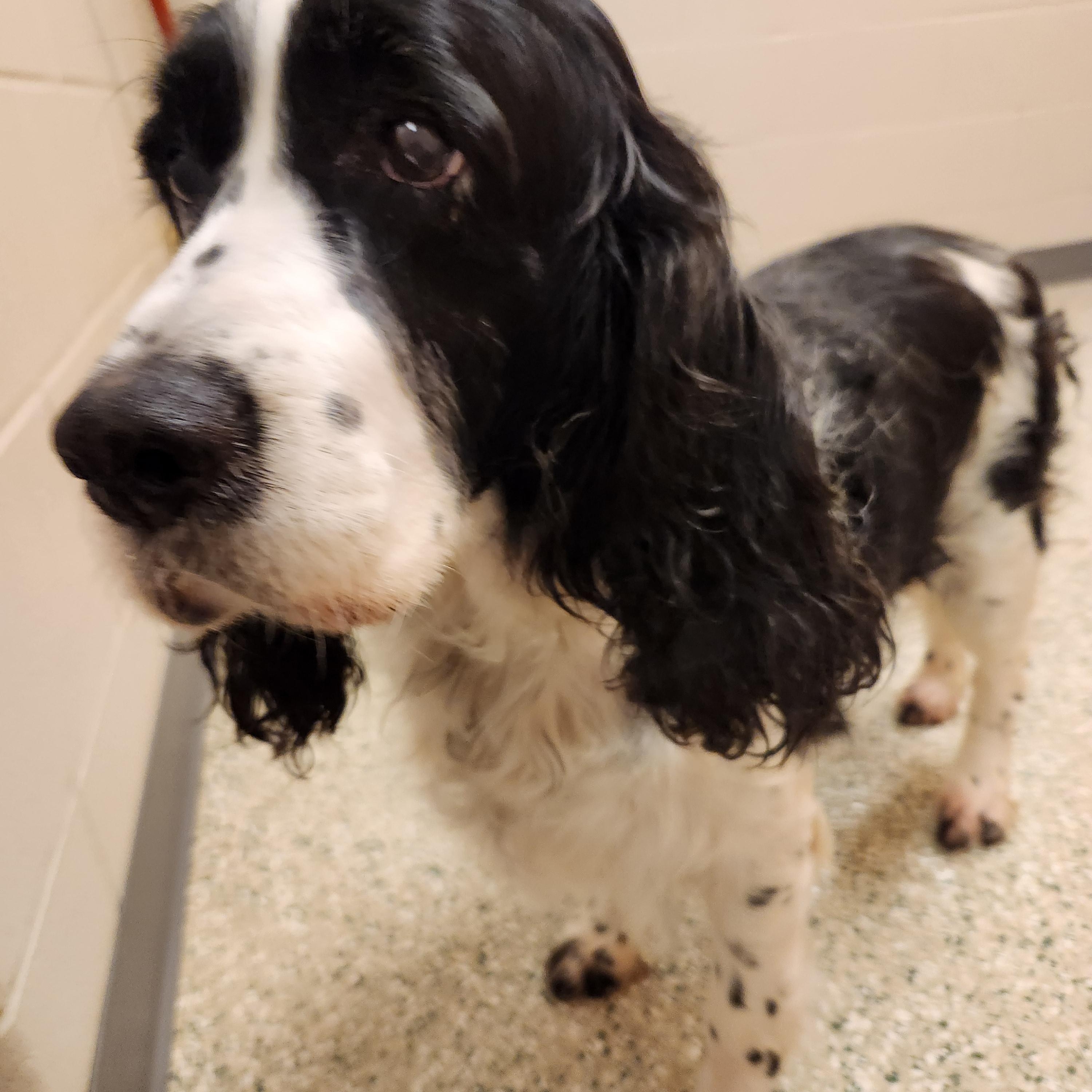 Enlarge Pearl, an adopted English Springer Spaniel in Cedar Rapids, IA image 5/6