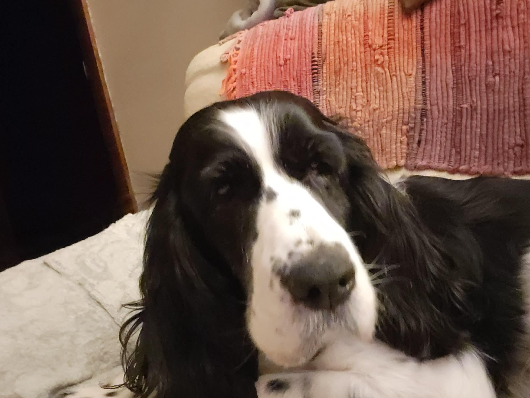 Enlarge Pearl, an adopted English Springer Spaniel in Cedar Rapids, IA image 3/6