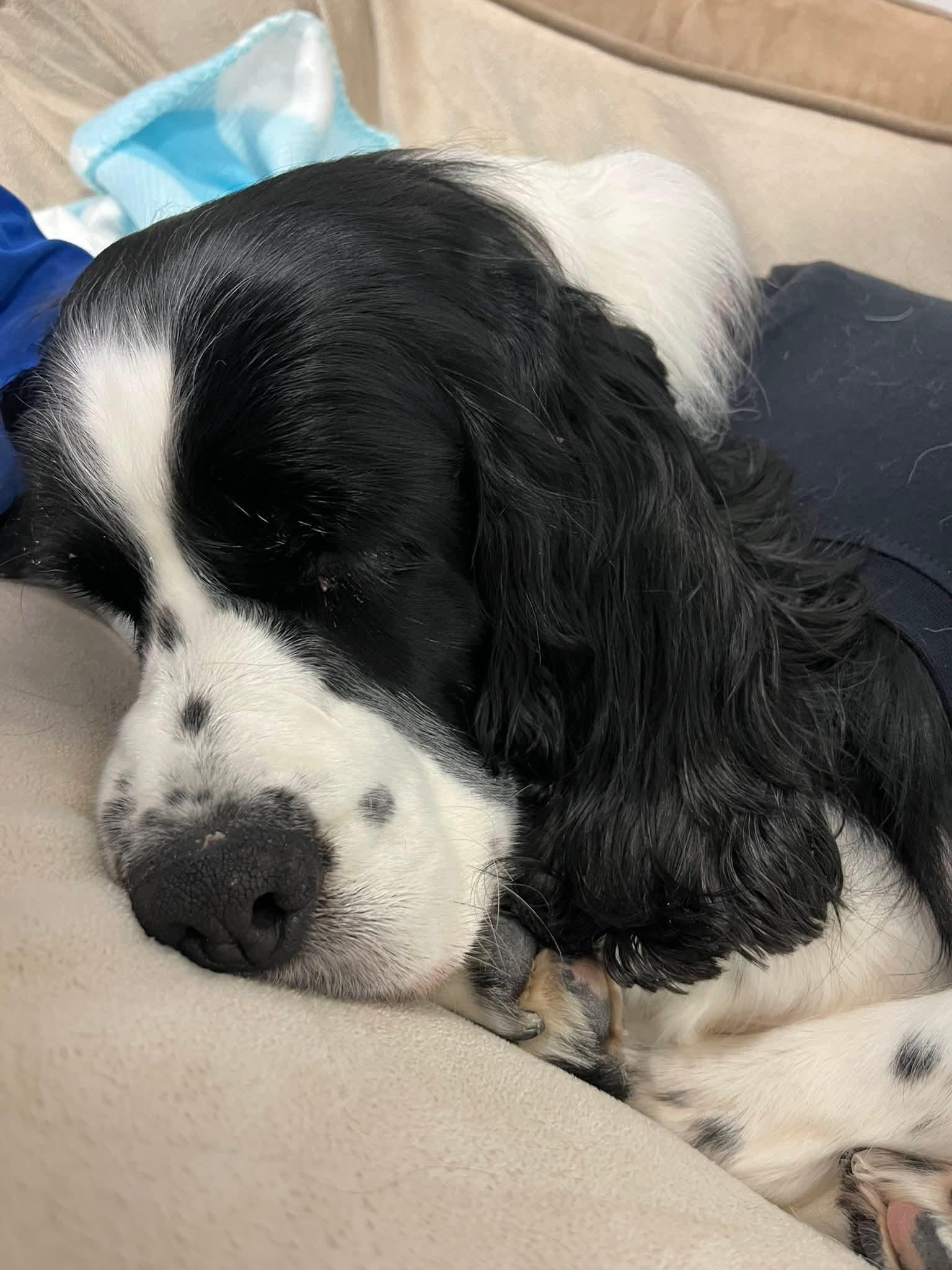 Enlarge Pearl, an adopted English Springer Spaniel in Cedar Rapids, IA image 4/6