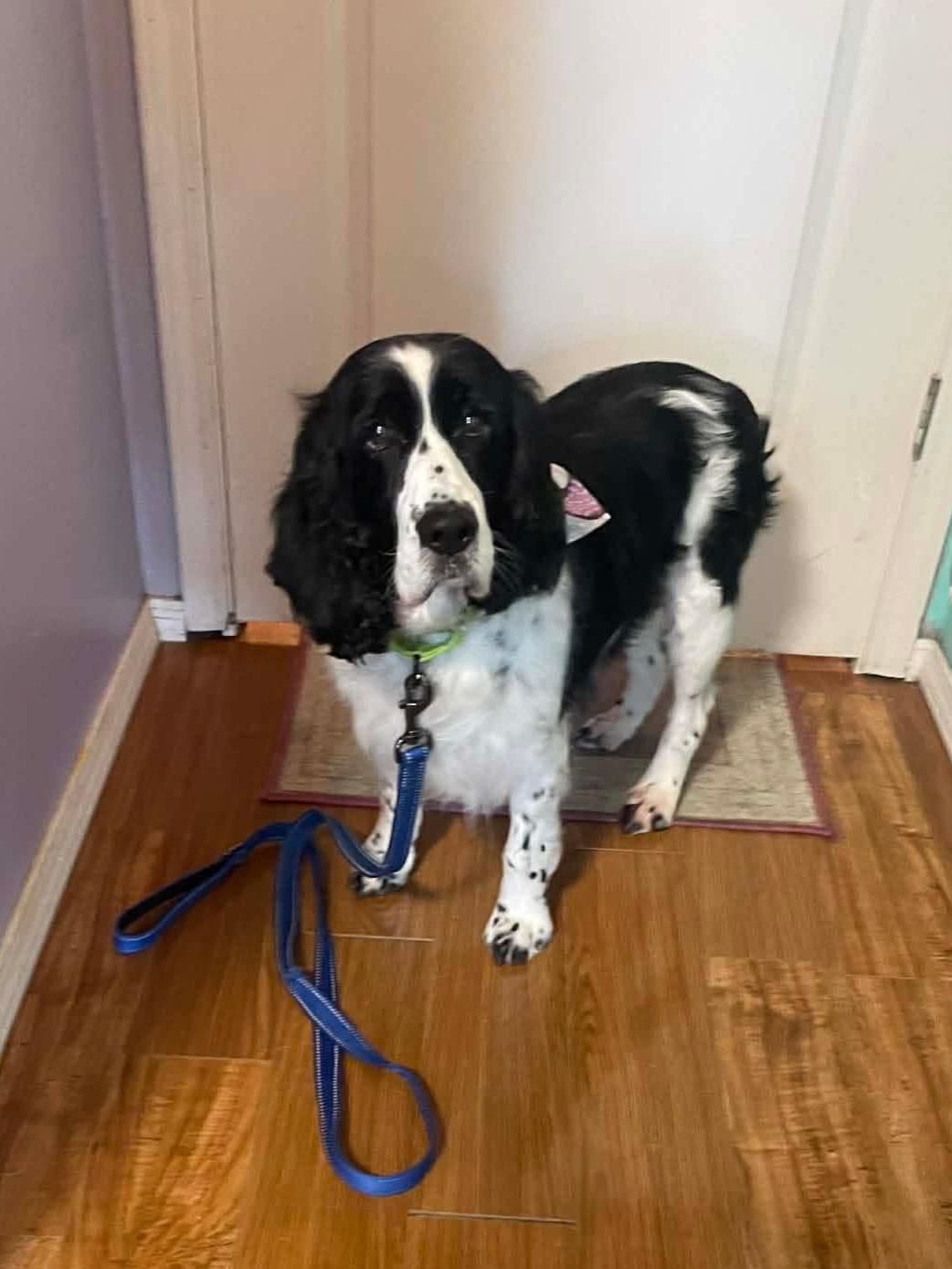 Enlarge Pearl, an adopted English Springer Spaniel in Cedar Rapids, IA image 1/6