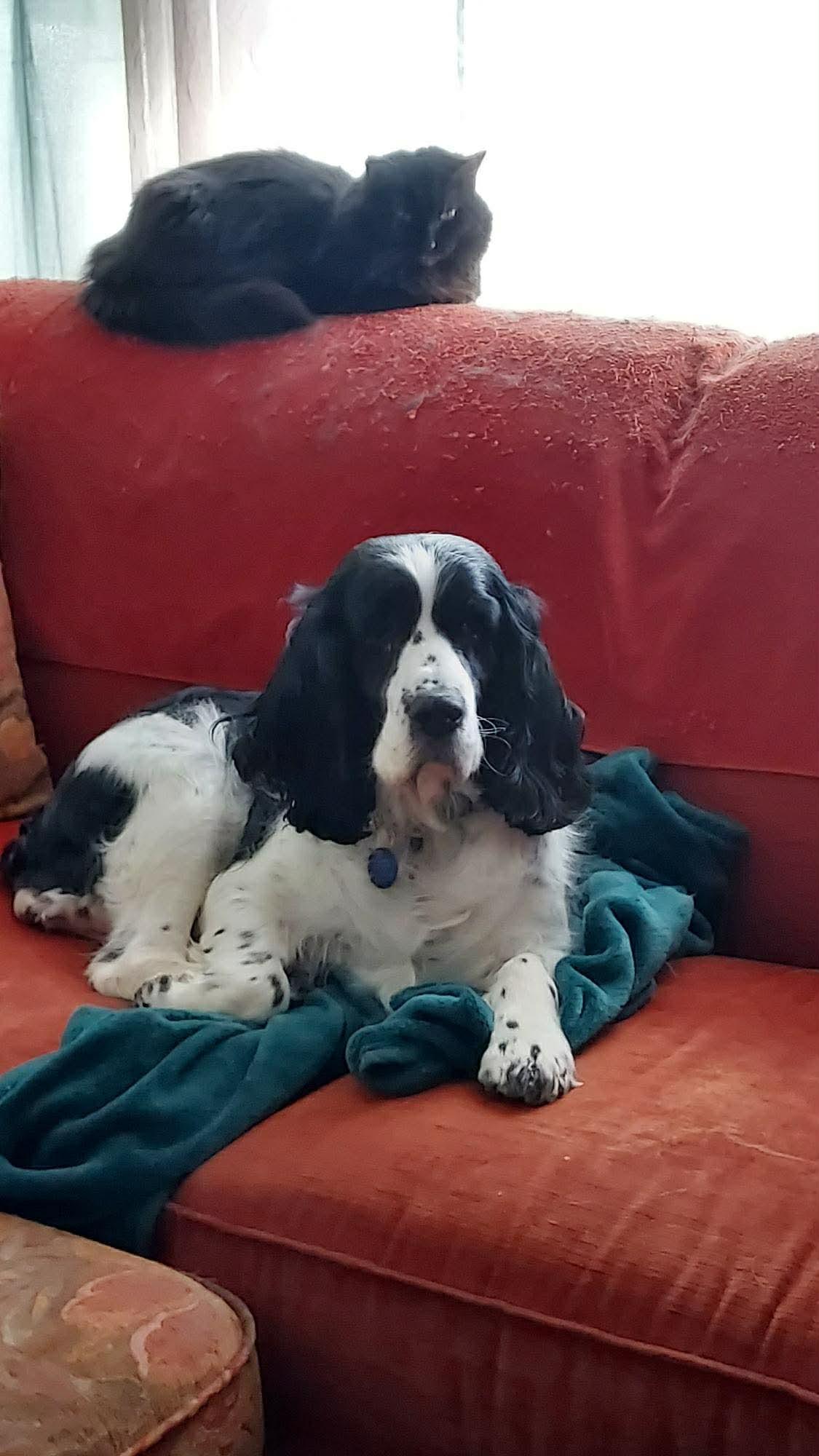 Enlarge Pearl, an adopted English Springer Spaniel in Cedar Rapids, IA image 6/6