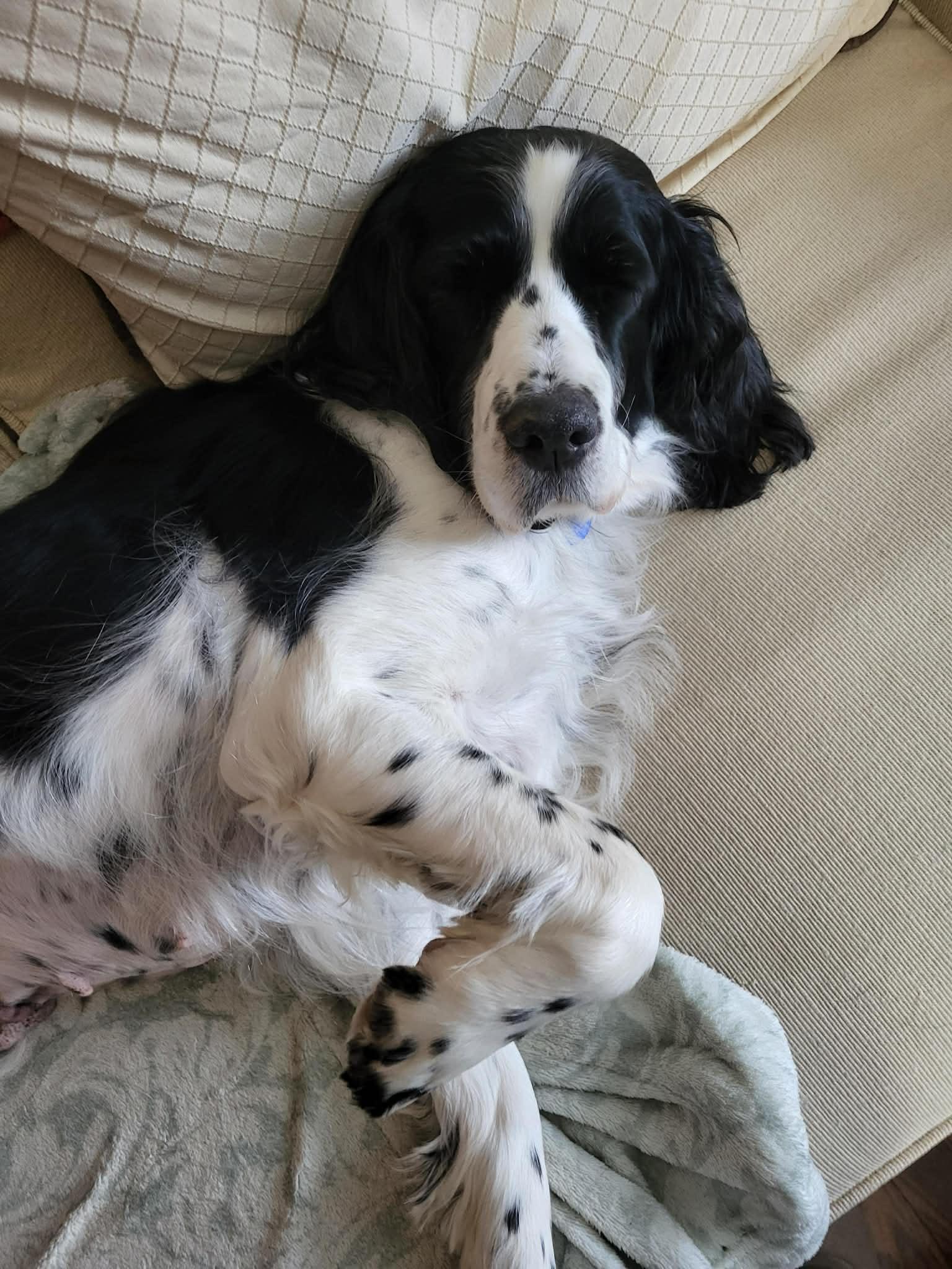 Enlarge Pearl, an adopted English Springer Spaniel in Cedar Rapids, IA image 2/6