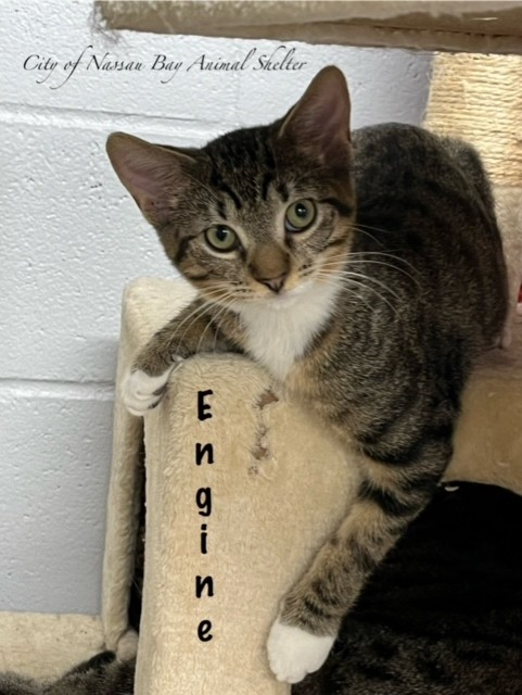 F38-24 Engine, Adoptable, Kitten Male Tabby.