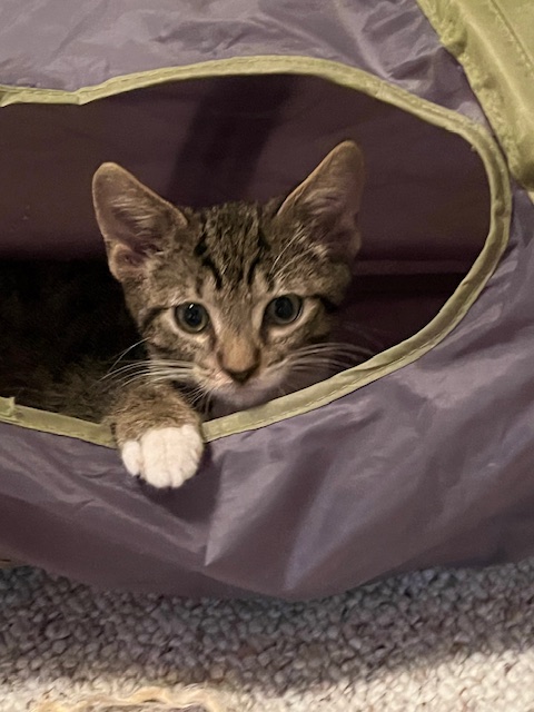 F38-24 Engine, a Adoptable Tabby in Nassau Bay, TX image 2/5