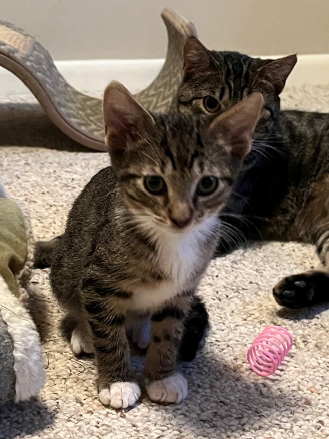 F38-24 Engine, a Adoptable Tabby in Nassau Bay, TX image 3/5