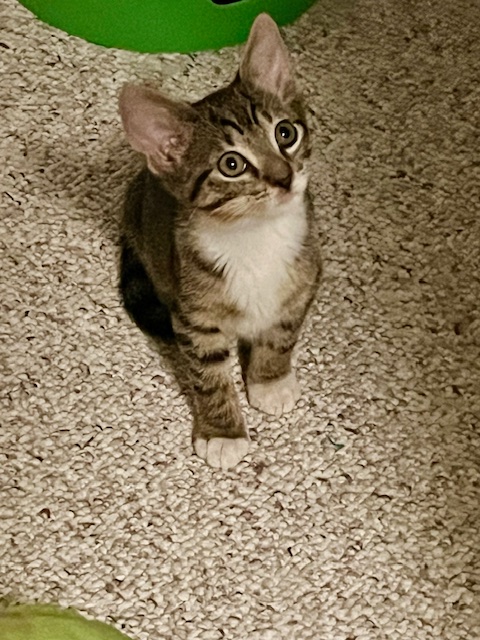 F38-24 Engine, a Adoptable Tabby in Nassau Bay, TX image 4/5