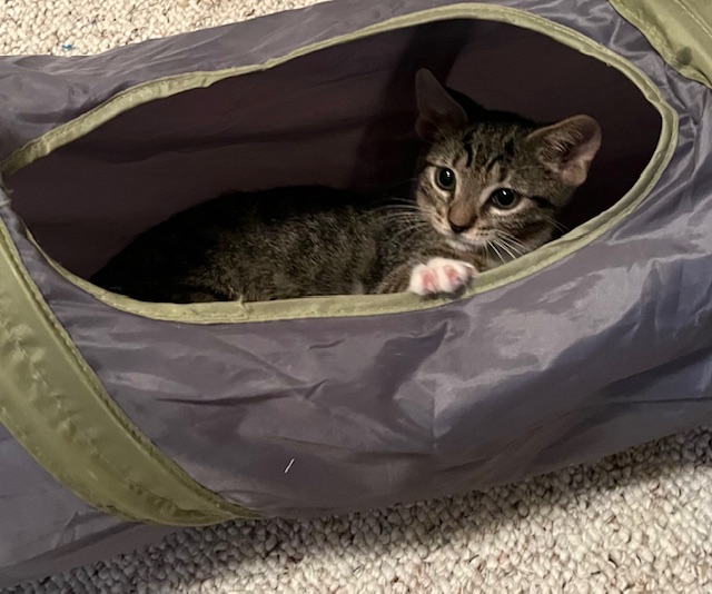 F38-24 Engine, a Adoptable Tabby in Nassau Bay, TX image 5/5