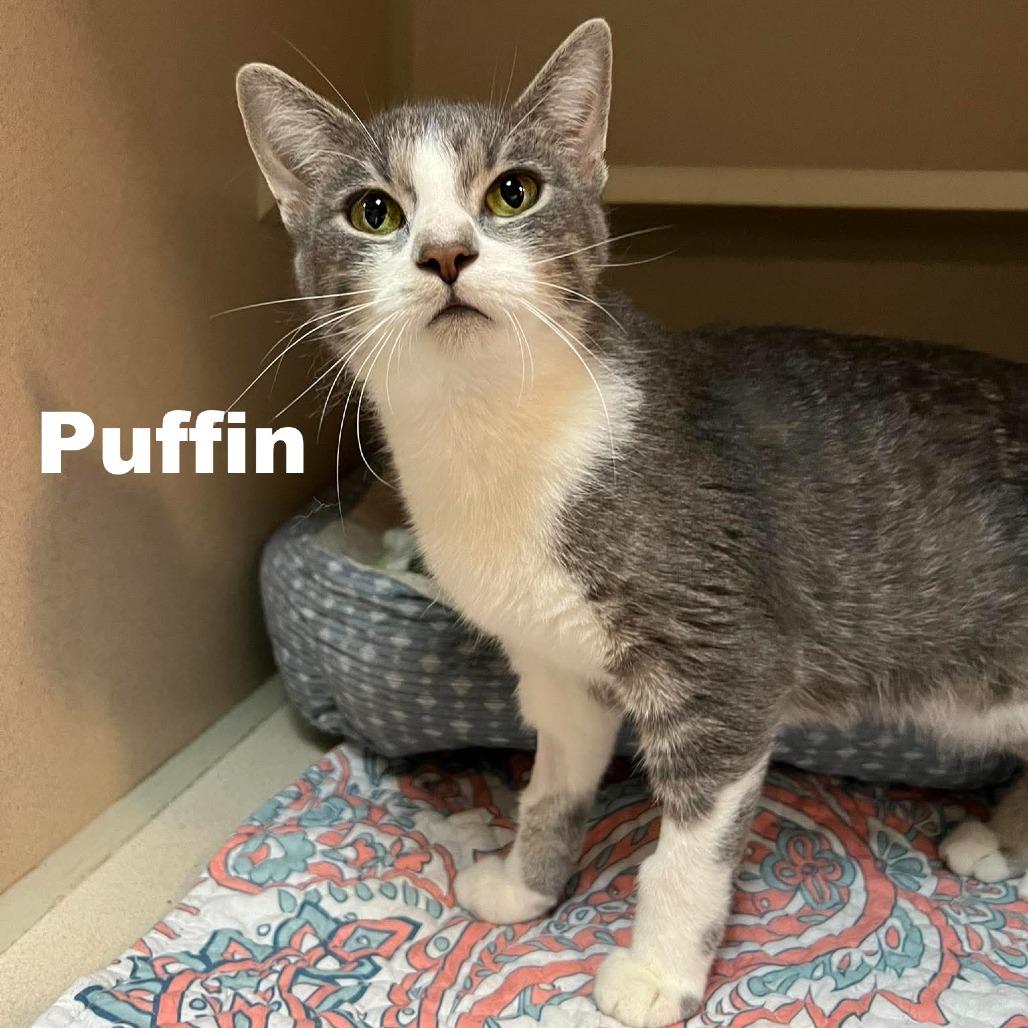 Puffin 251045, Adoptable, Young Female Domestic Short Hair.