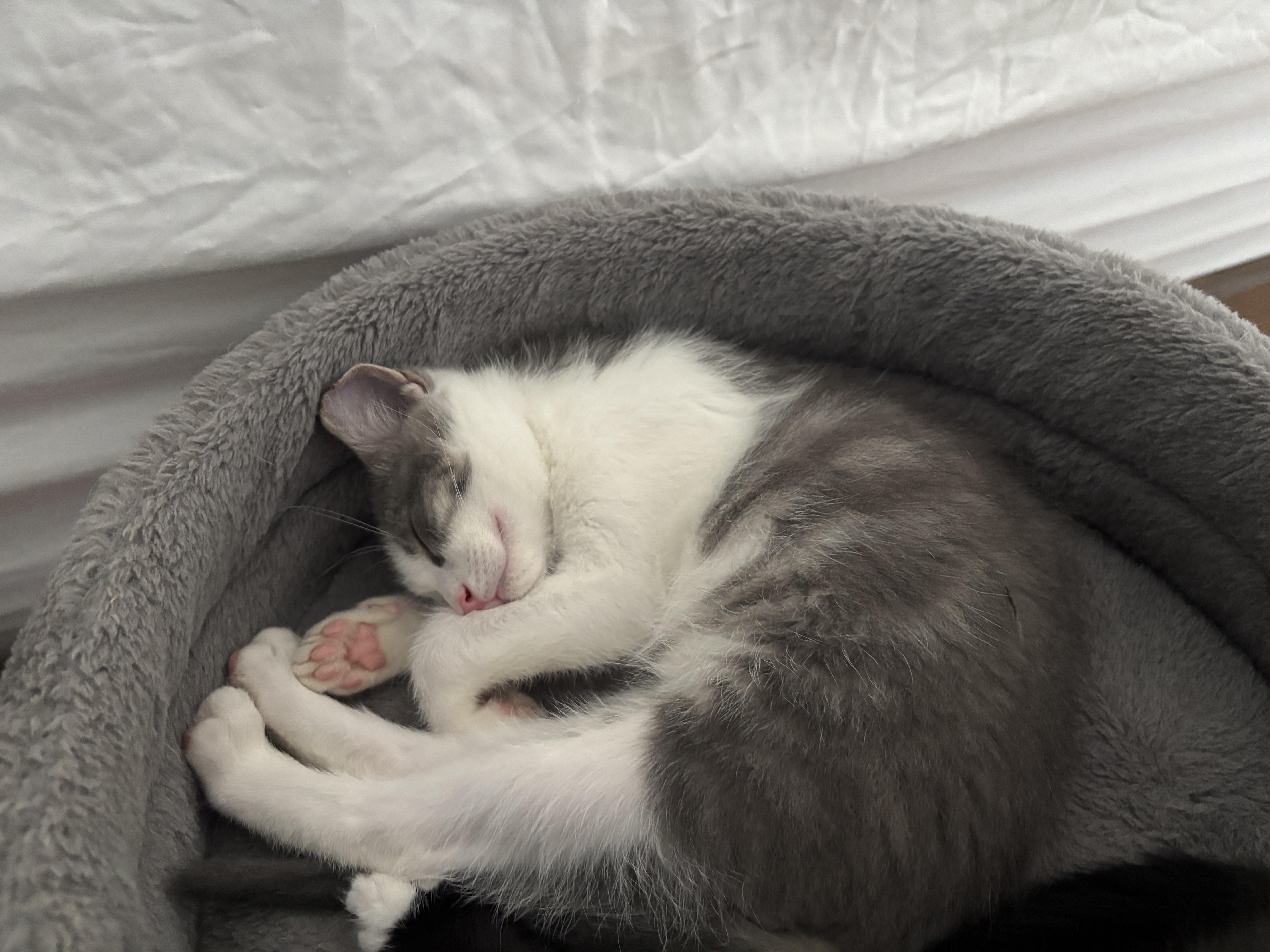 Archie and his Girlfriend Dolly, a Adoptable Domestic Short Hair in Charlotte, NC image 2/6