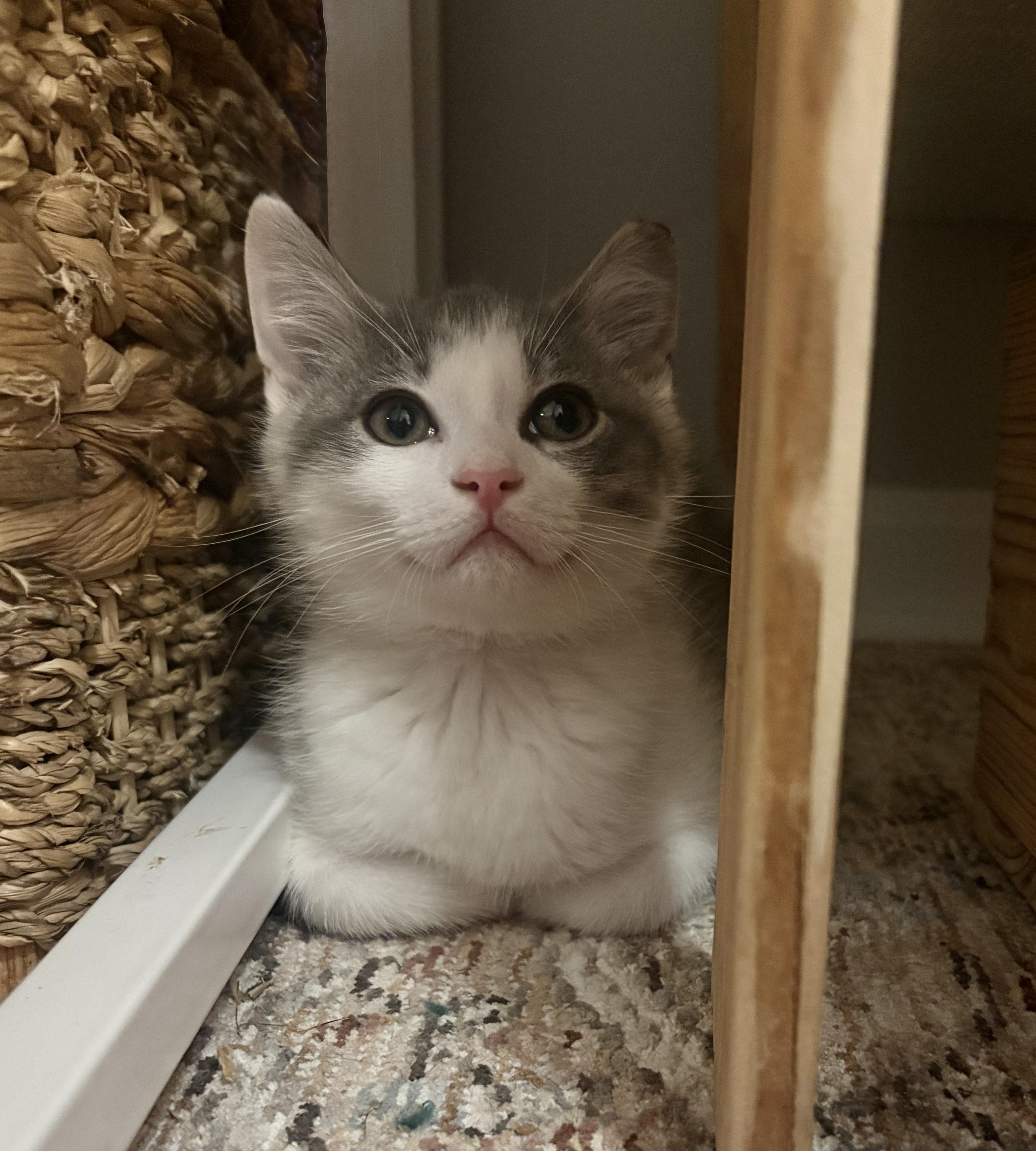 Archie and his Girlfriend Dolly, Adoptable, Kitten Male Domestic Short Hair.