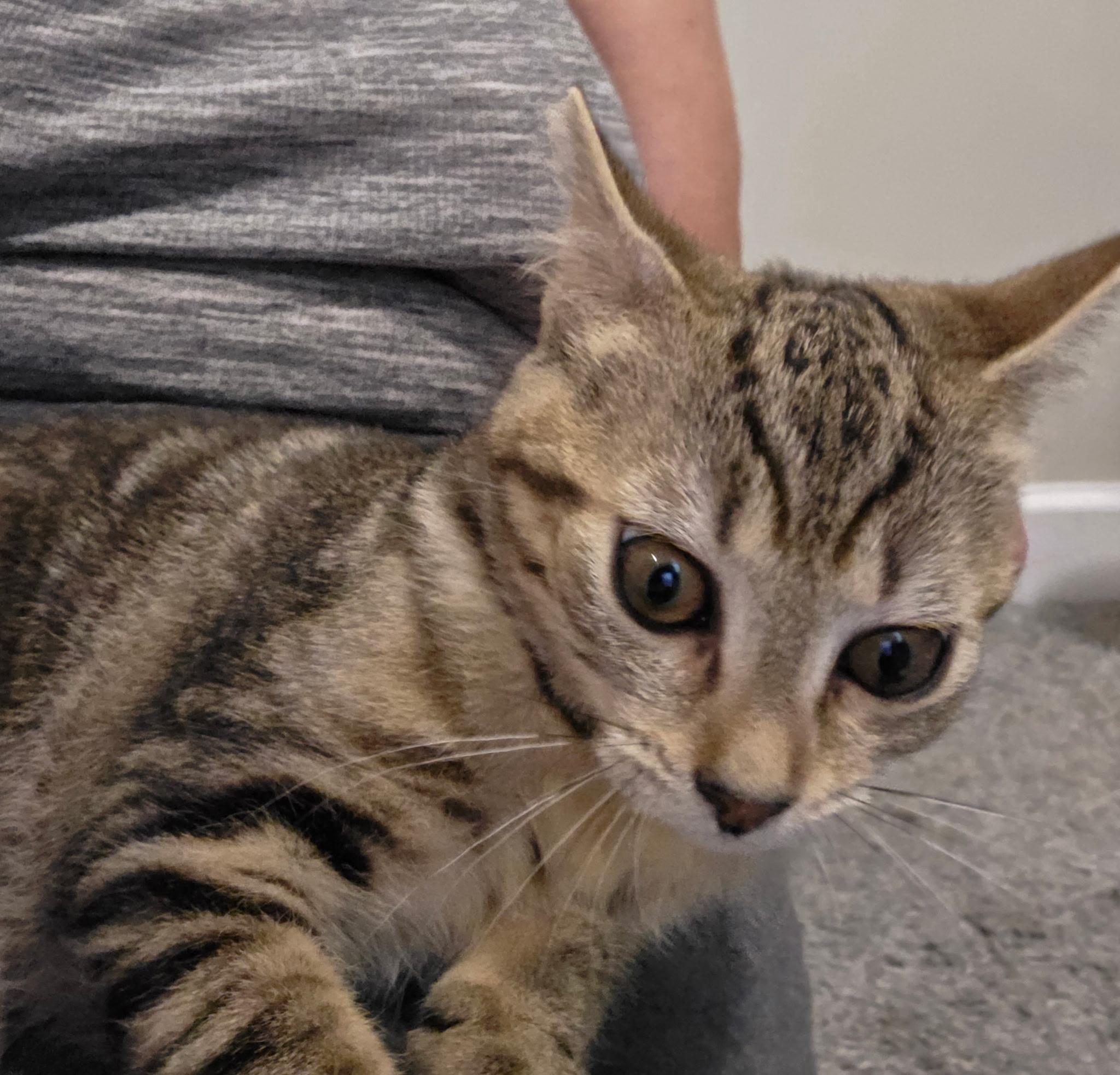 Archie and his Girlfriend Dolly, a Adoptable Domestic Short Hair in Charlotte, NC image 6/6