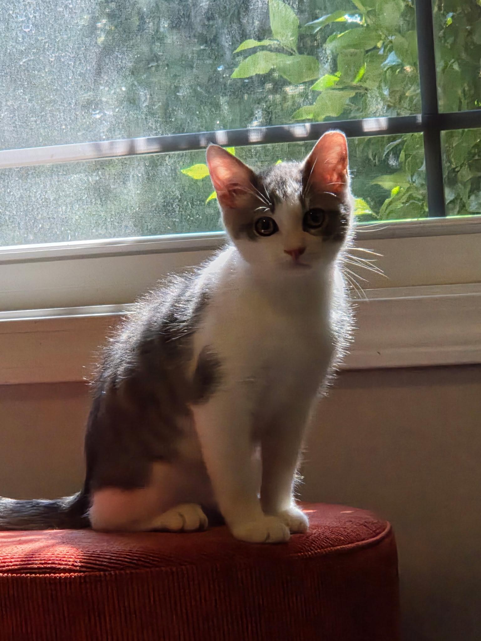 Archie and his Girlfriend Dolly, a Adoptable Domestic Short Hair in Charlotte, NC image 3/6