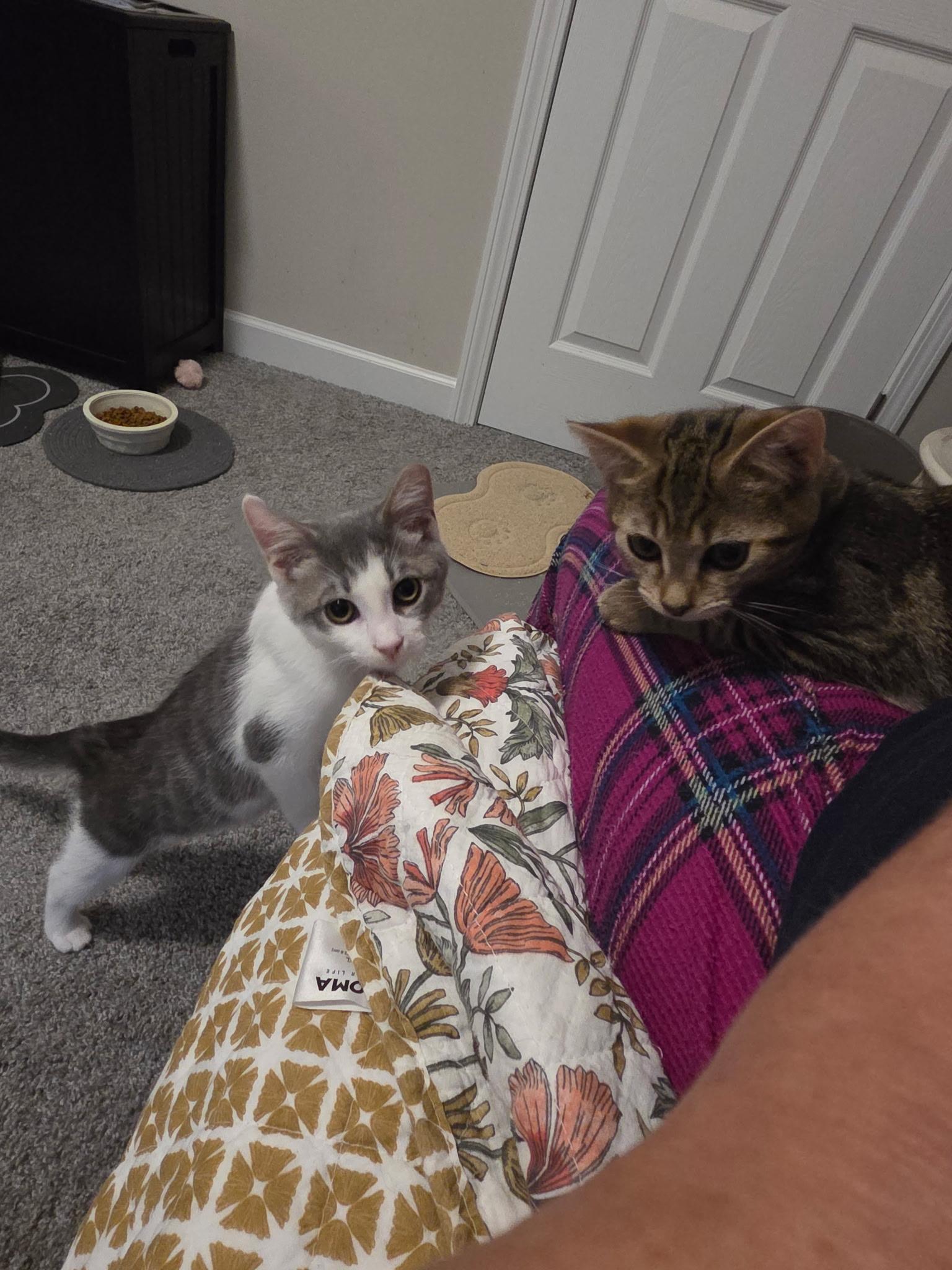 Archie and his Girlfriend Dolly, a Adoptable Domestic Short Hair in Charlotte, NC image 4/6