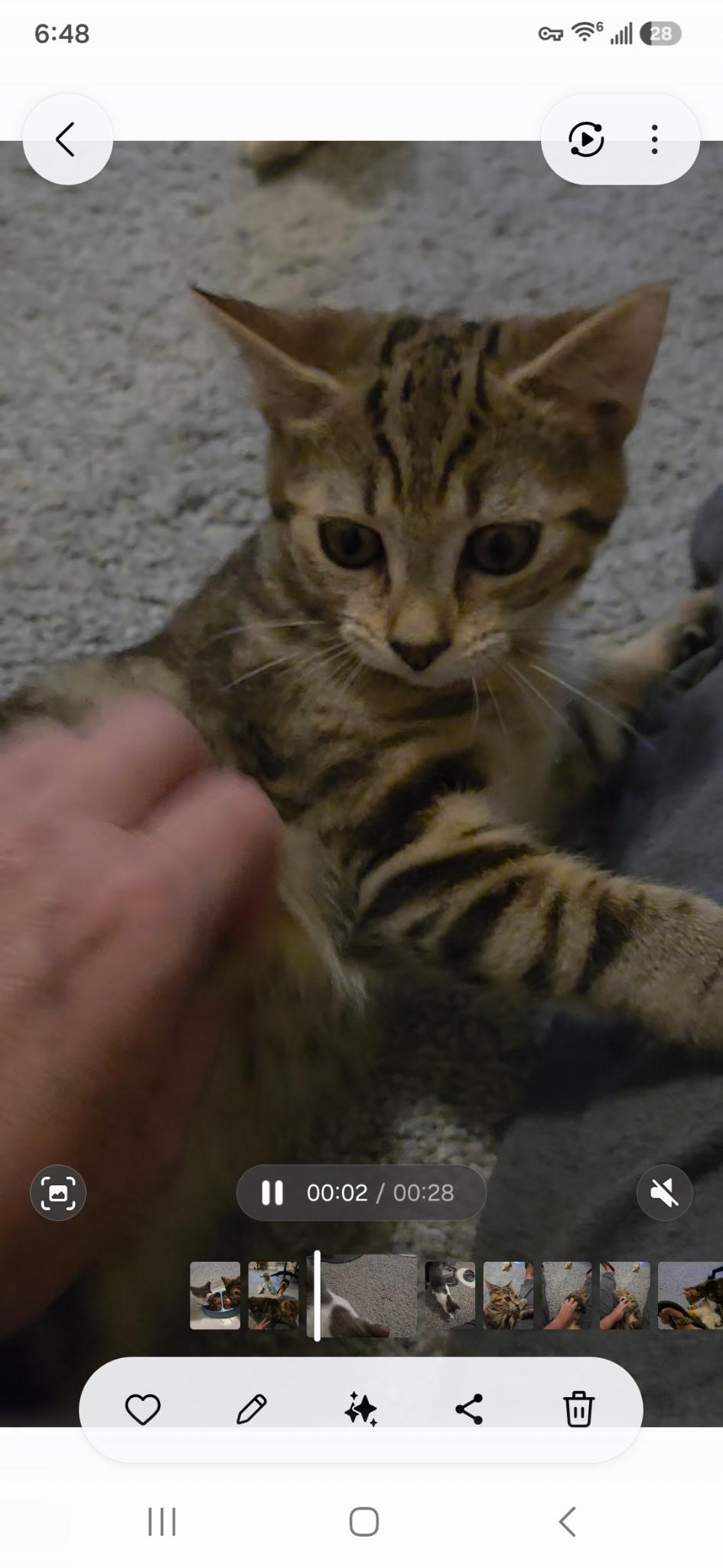 Archie and his Girlfriend Dolly, a Adoptable Domestic Short Hair in Charlotte, NC image 5/6