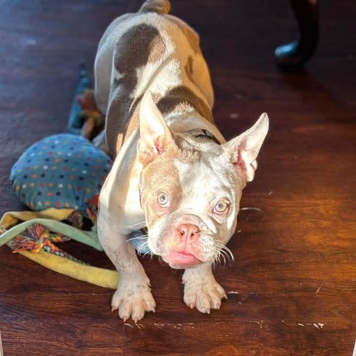 Rose Marie thumbnail 4